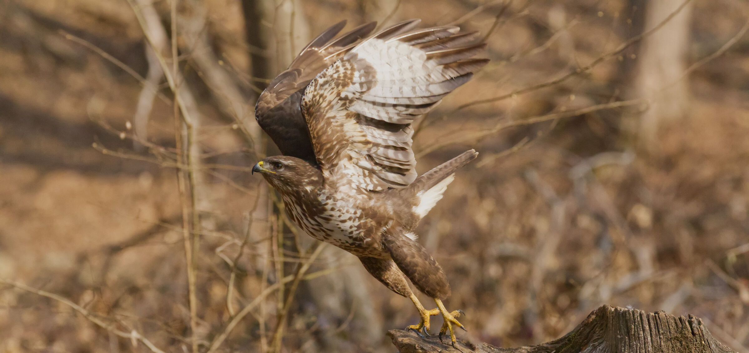 buzzard