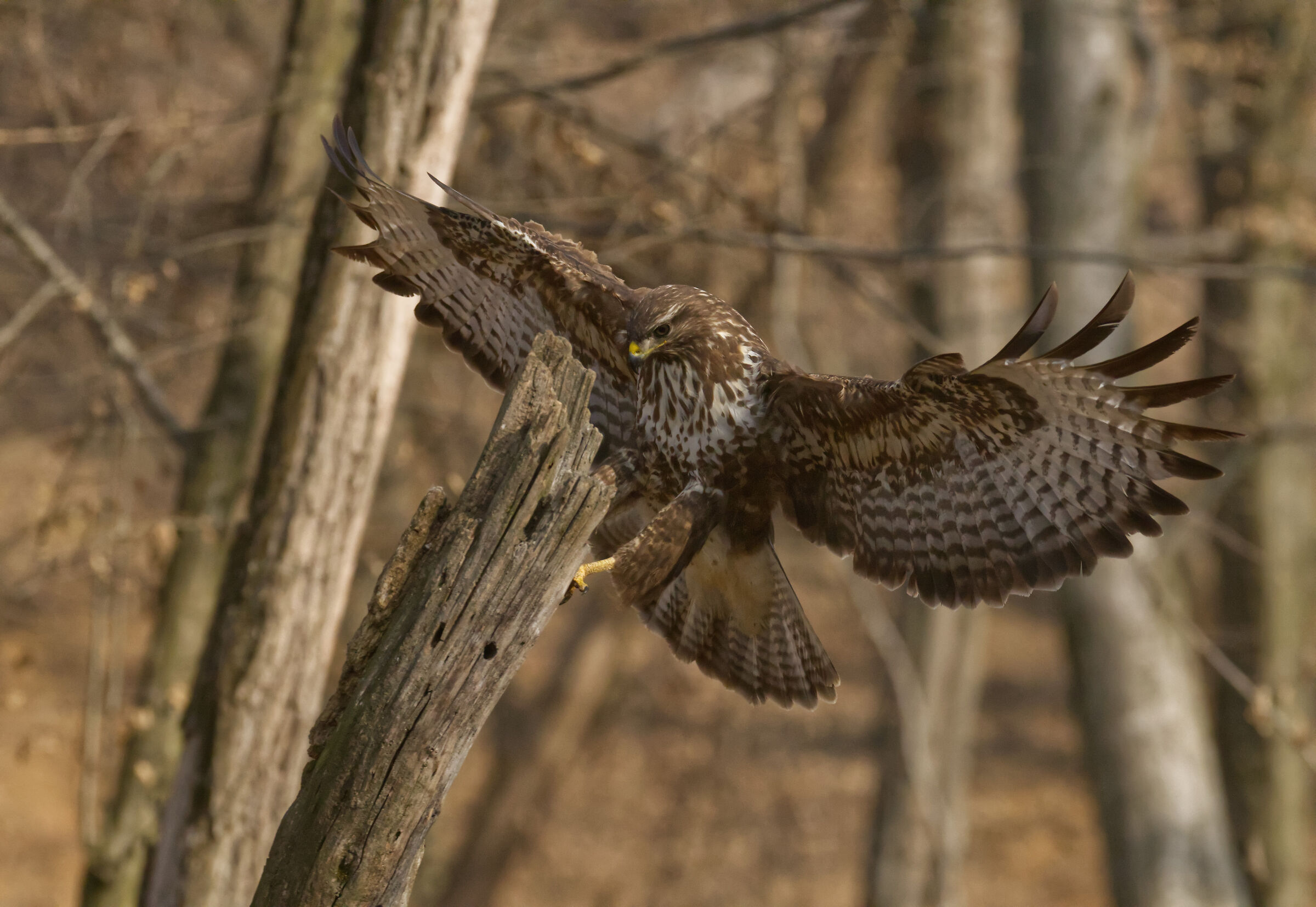 buzzard