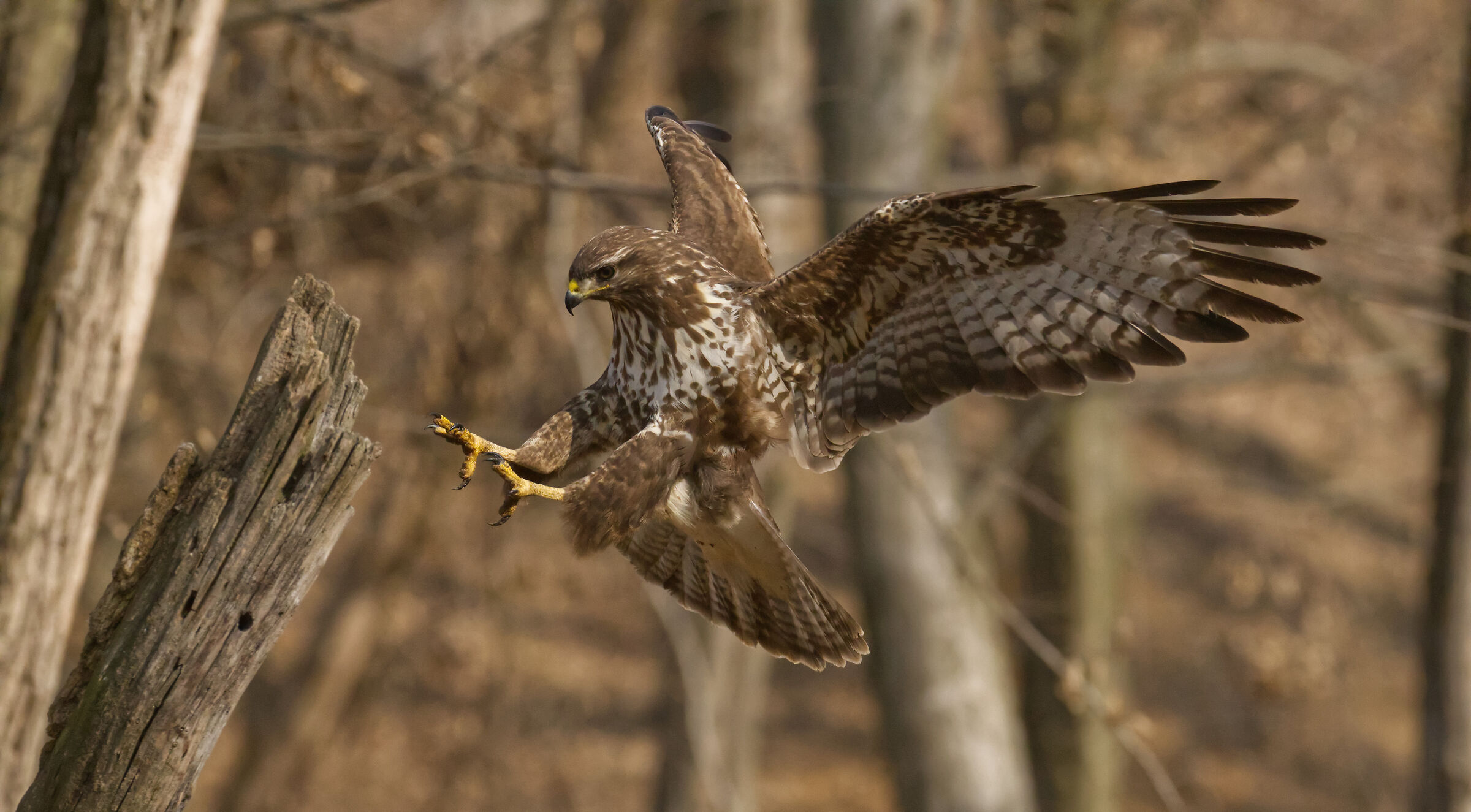 buzzard