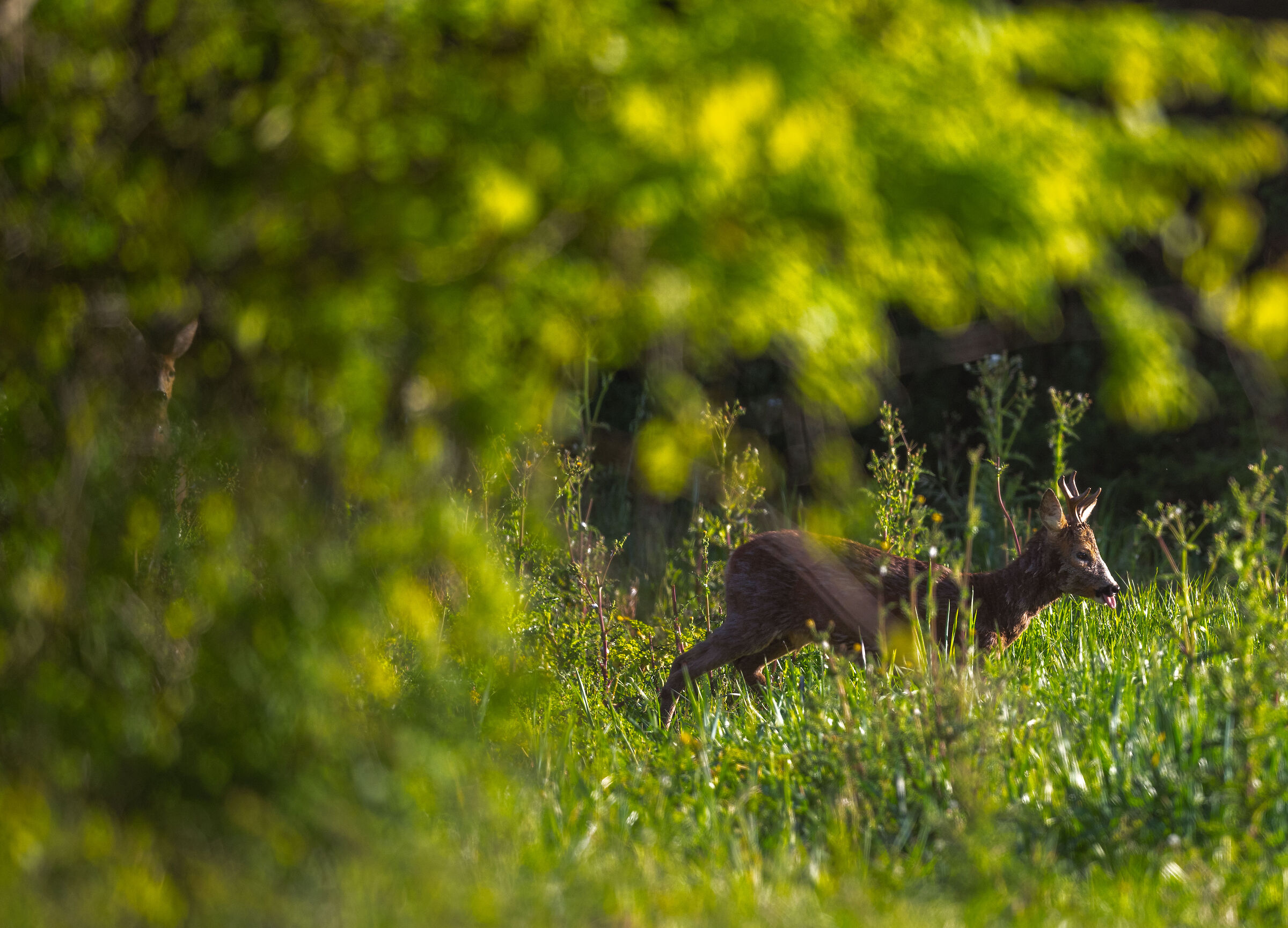 Tra le fronde