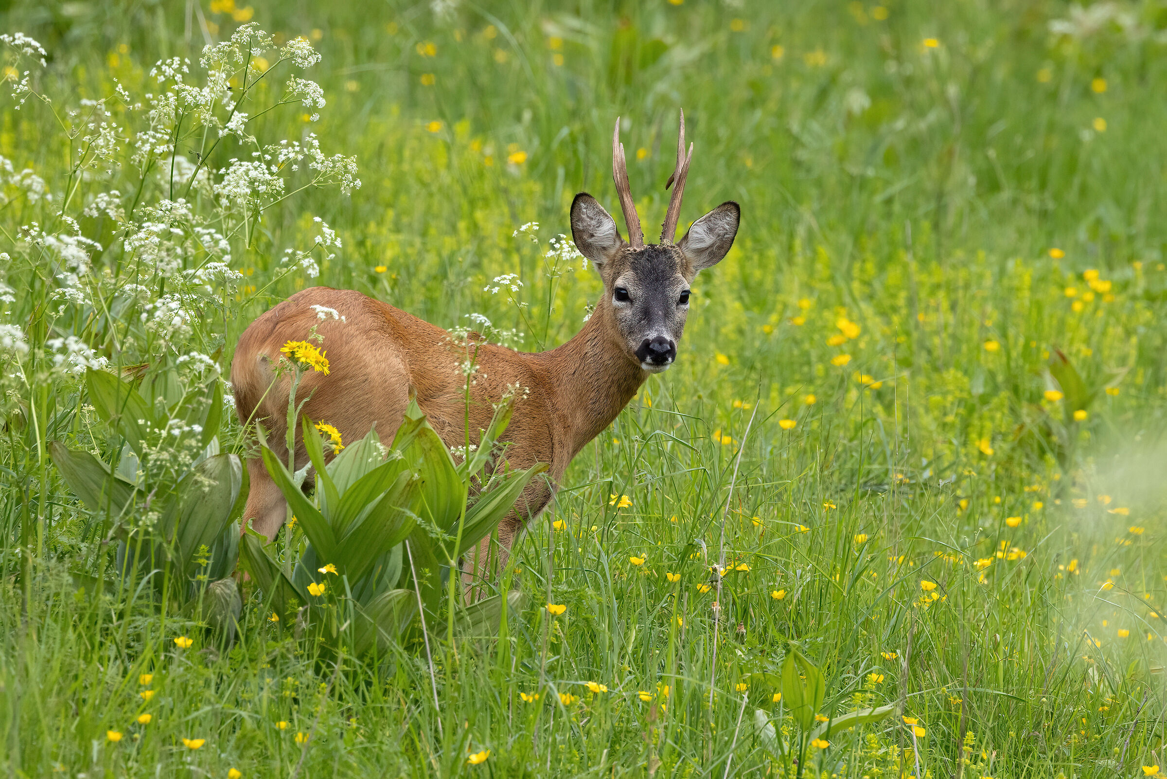 Roe deer