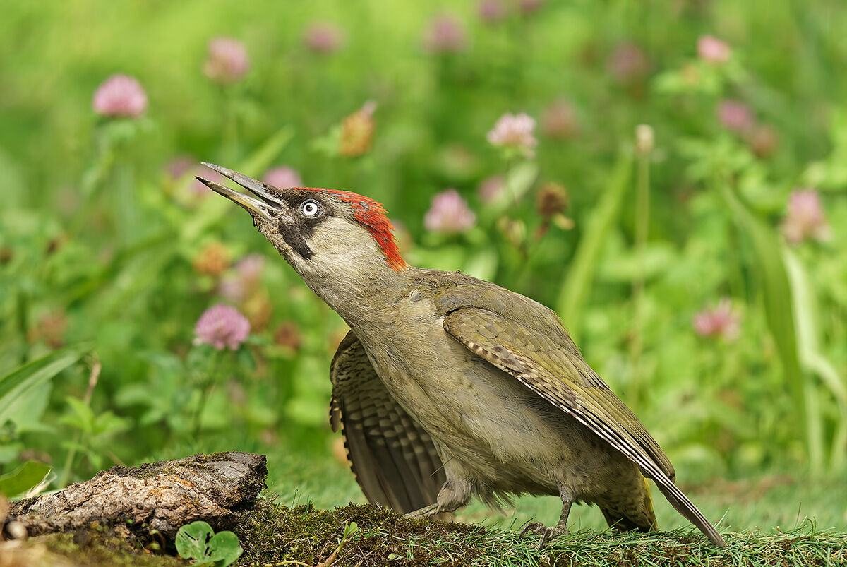 Female Green Woodpecker