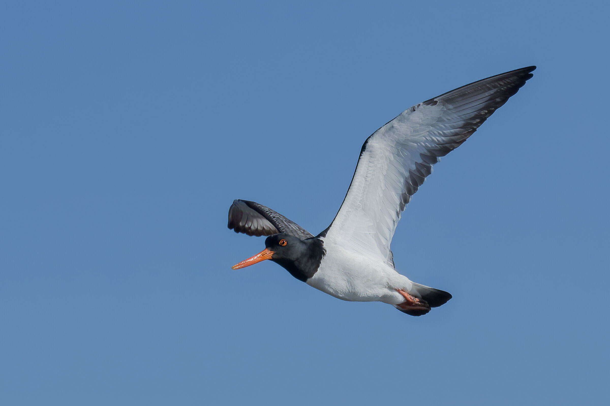 Beccaccia di mare(Haematopus ostralegus)
