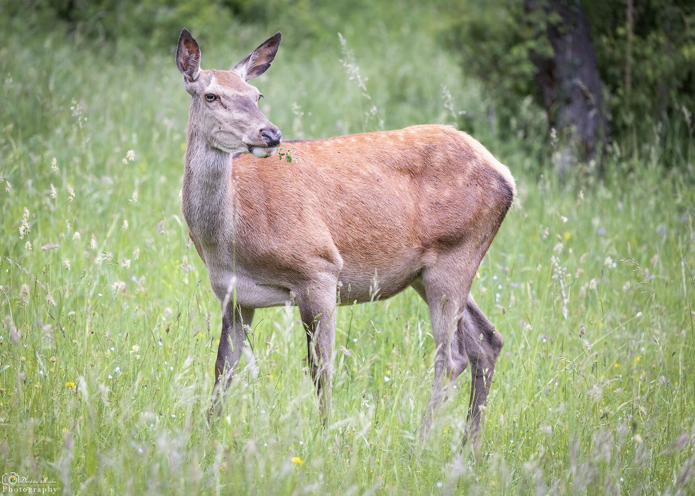 Cervo in osservazione