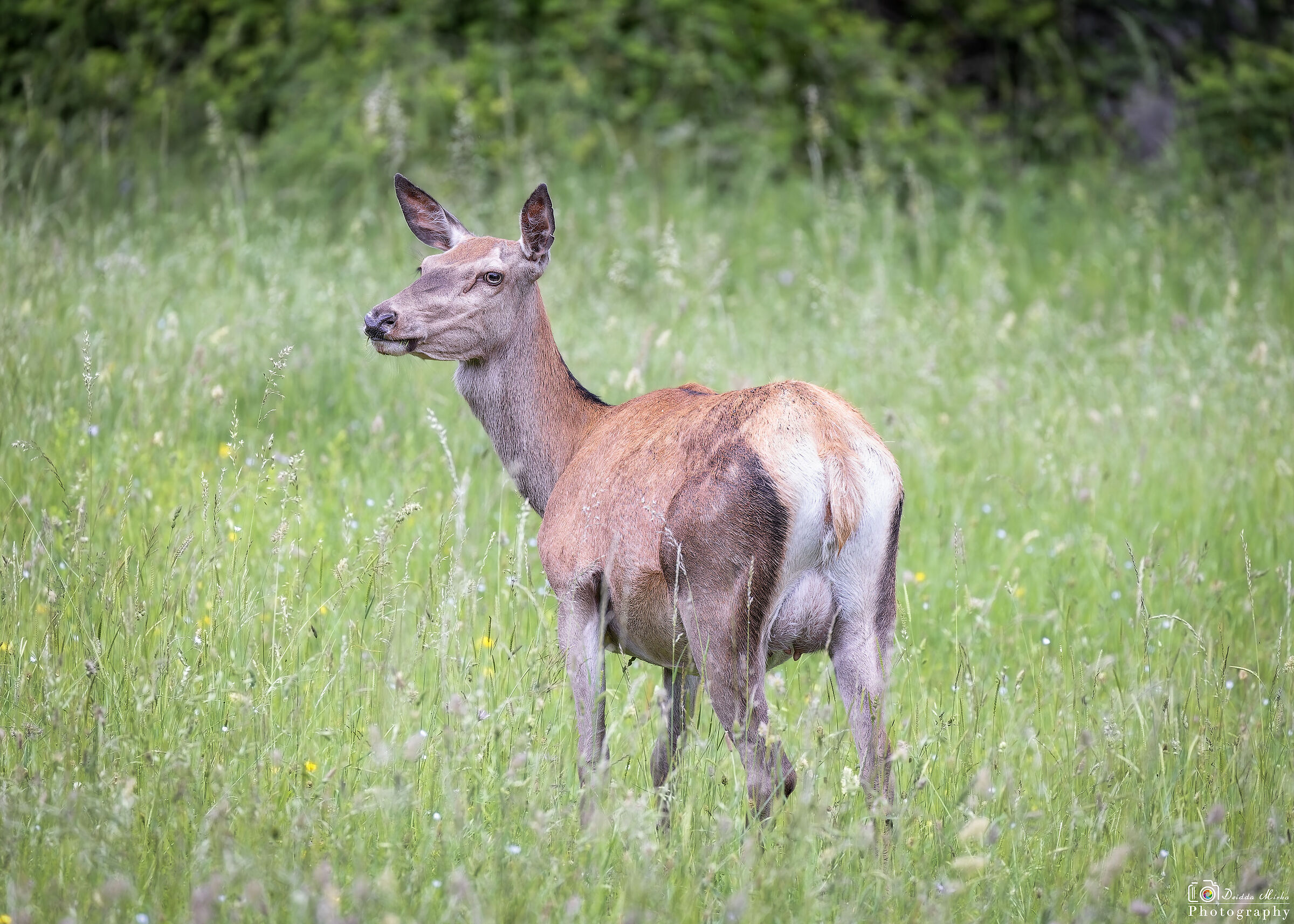 Cervo in osservazione 2