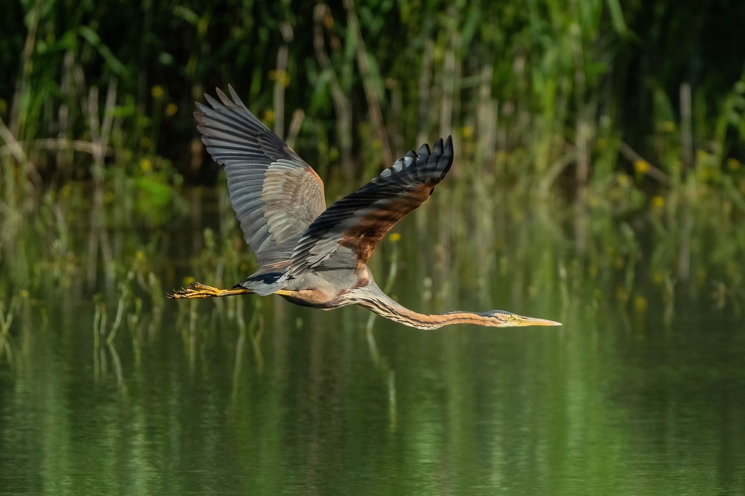 Purple Heron (Ardea purpurea)