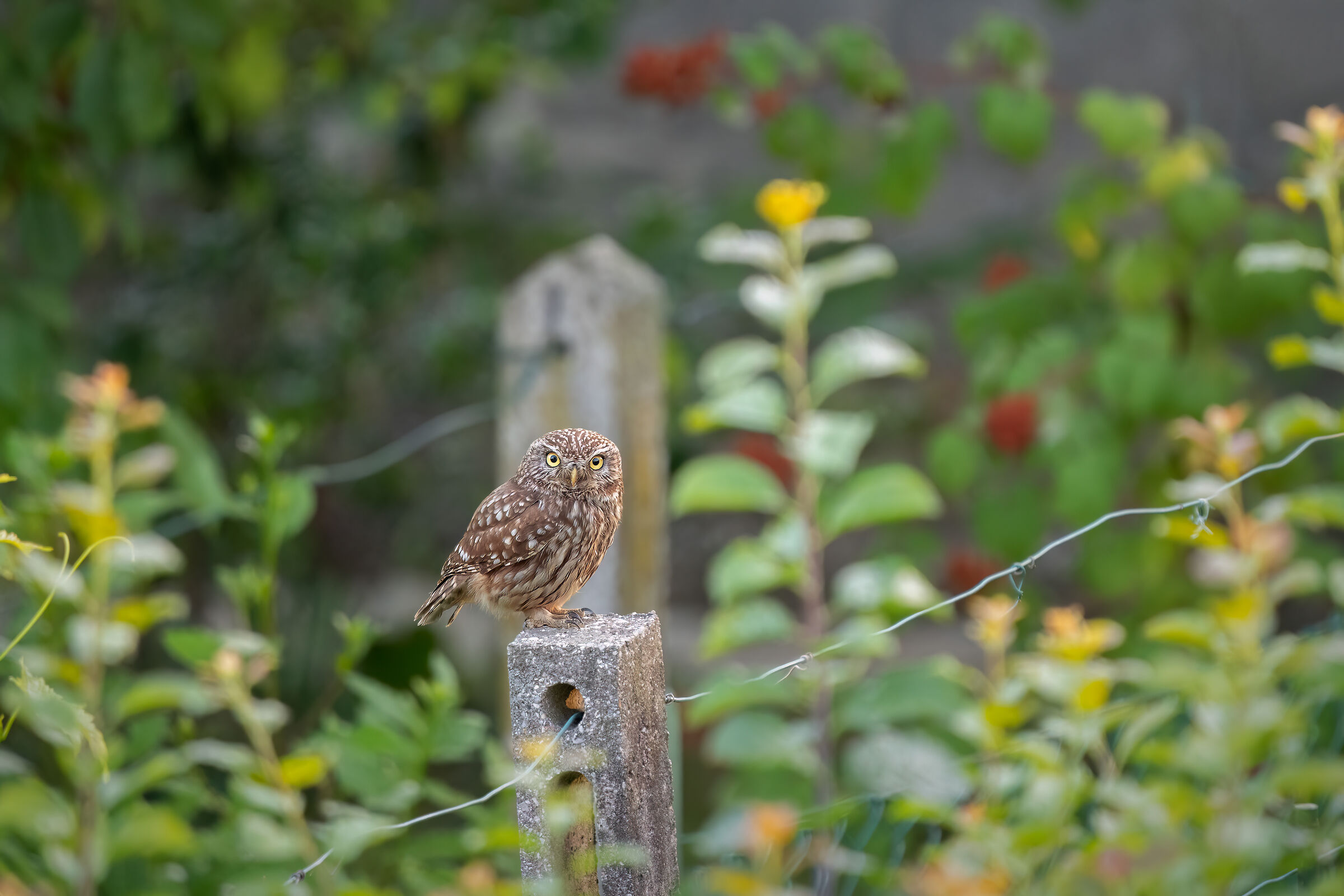 Civetta nel mio giardino