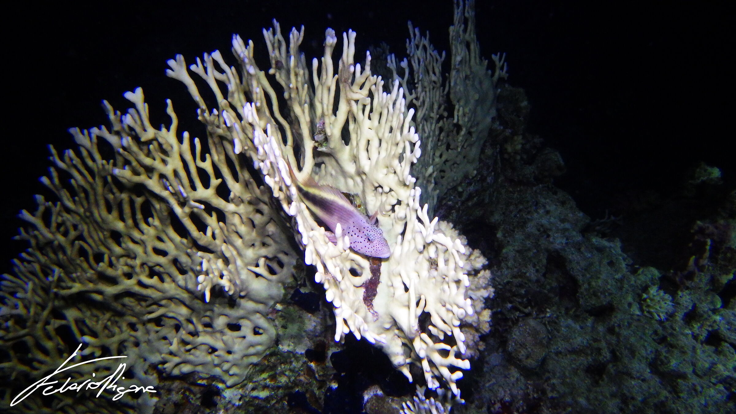 Paracirrhites forsteri