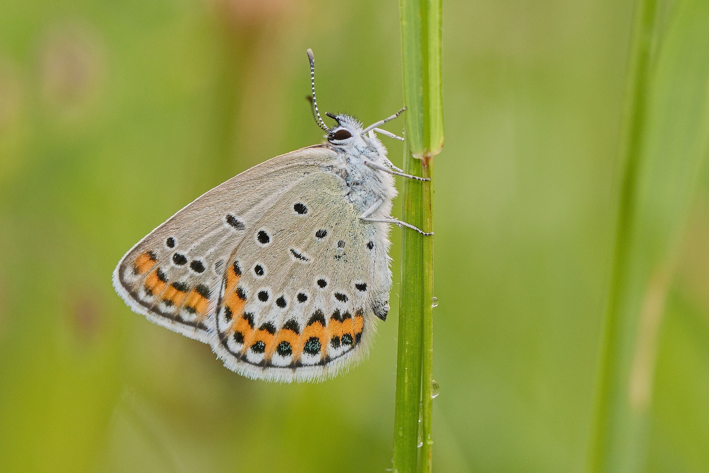Plebejus argyrognomon