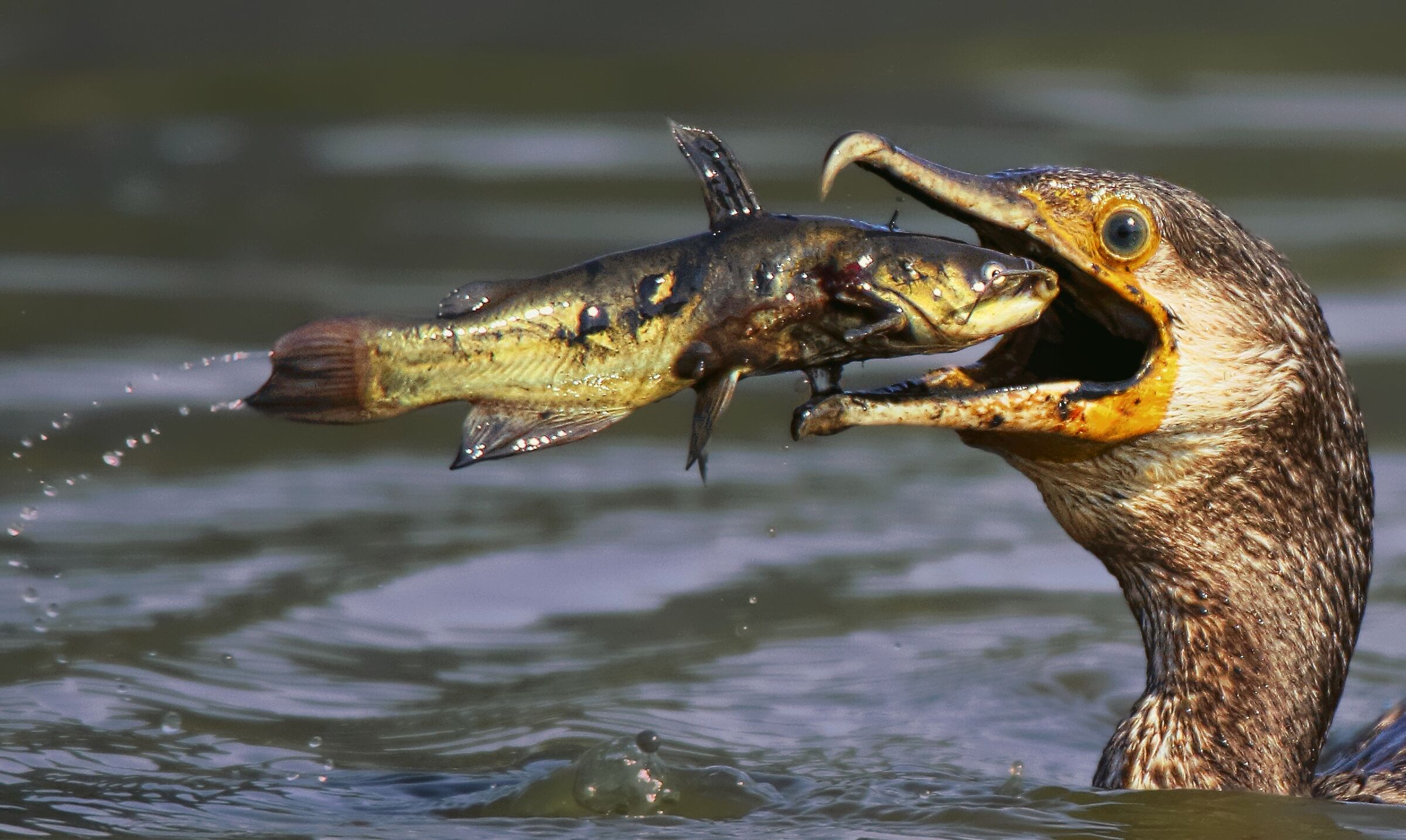 L'ultimo volo del gatto