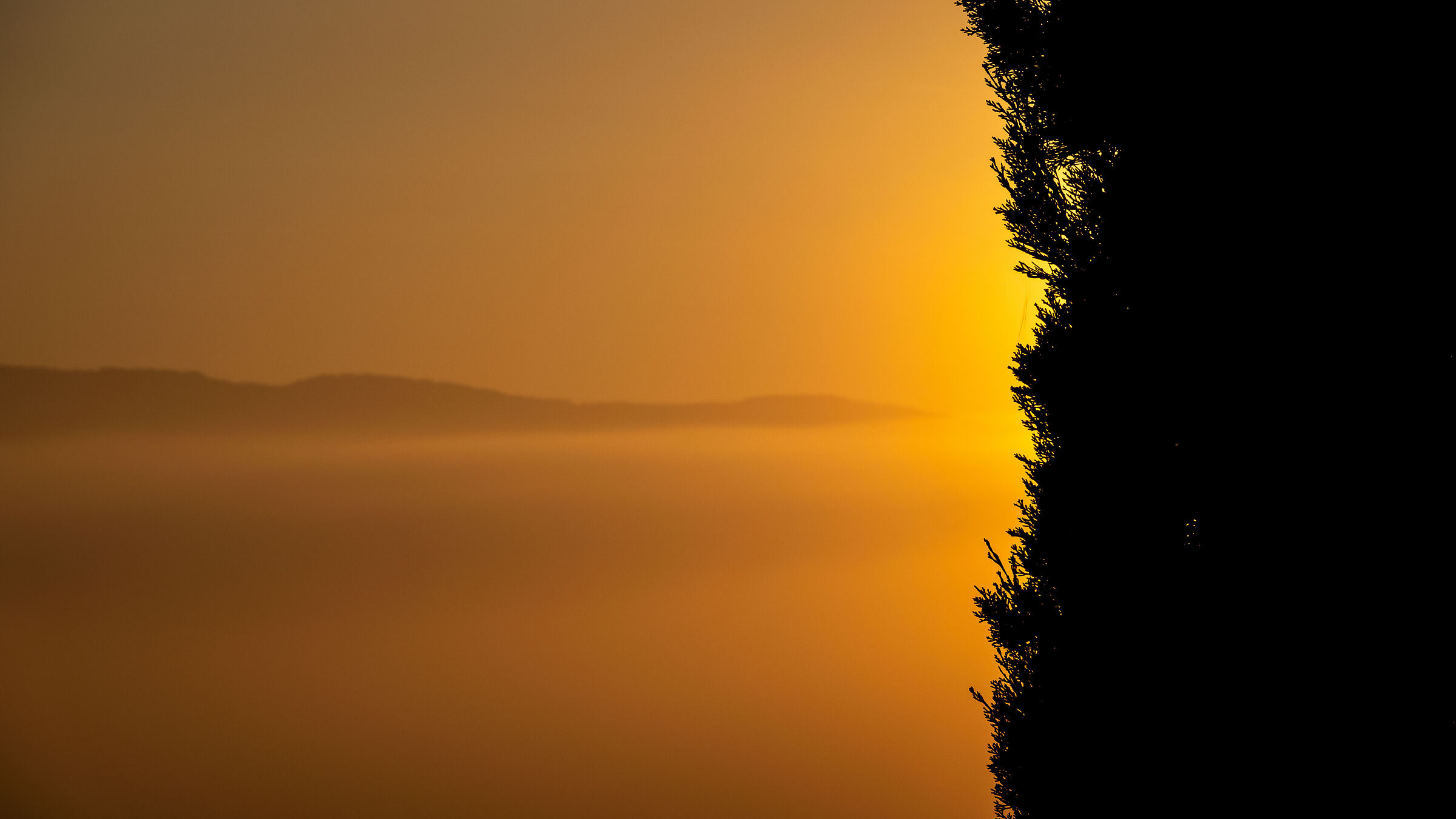 Sunrise over the cypress tree