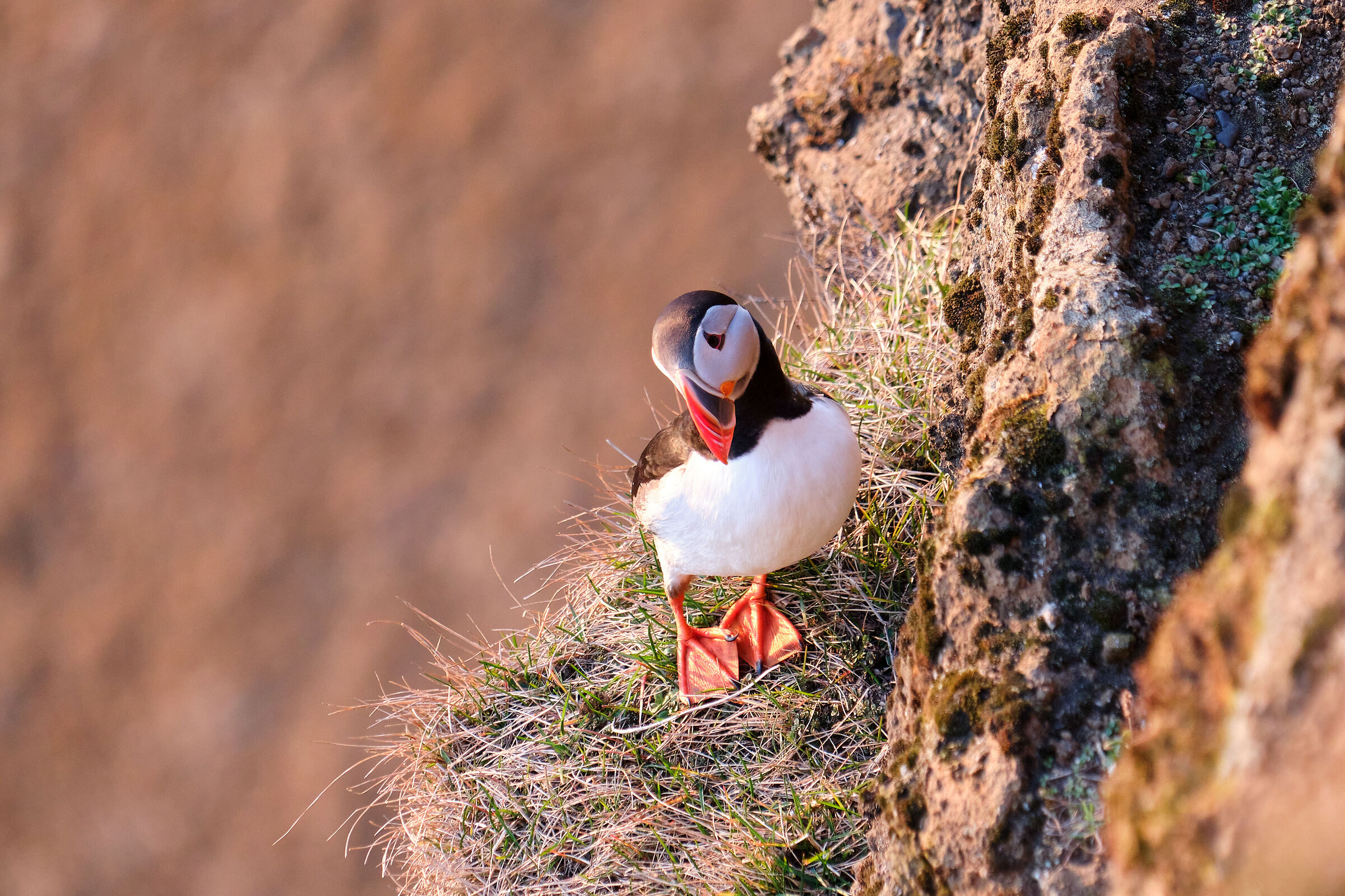 Puffin