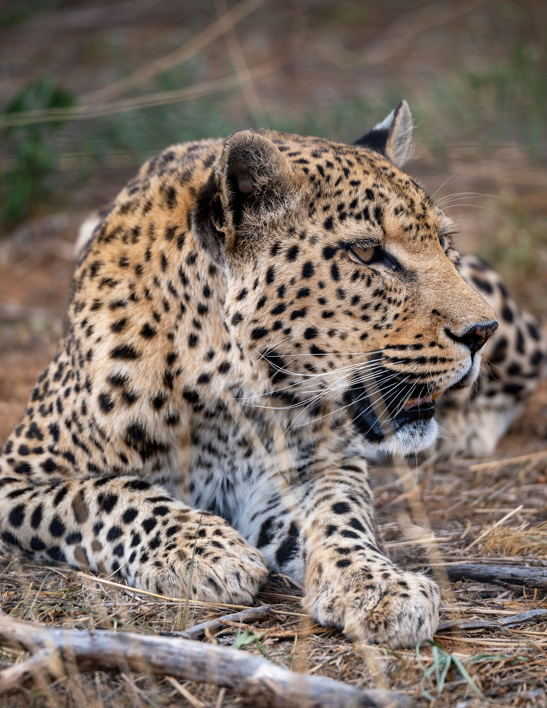 Leopardo_1