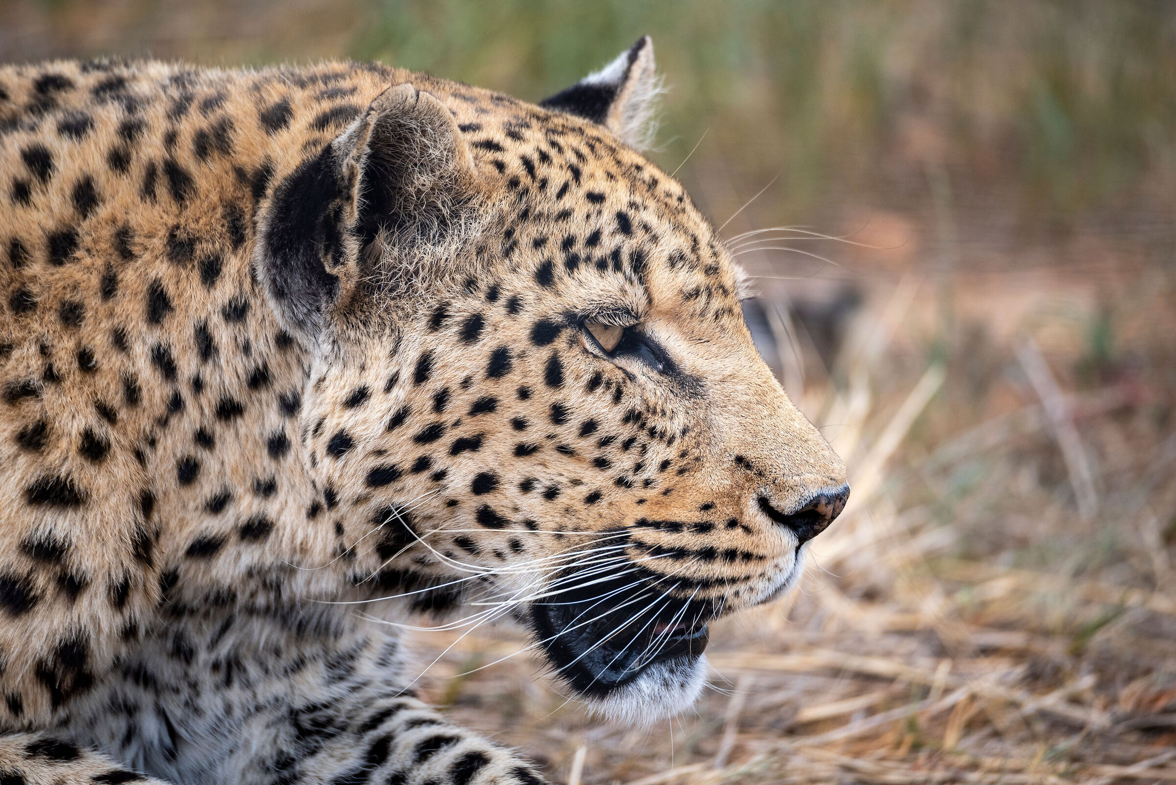 Leopardo_2