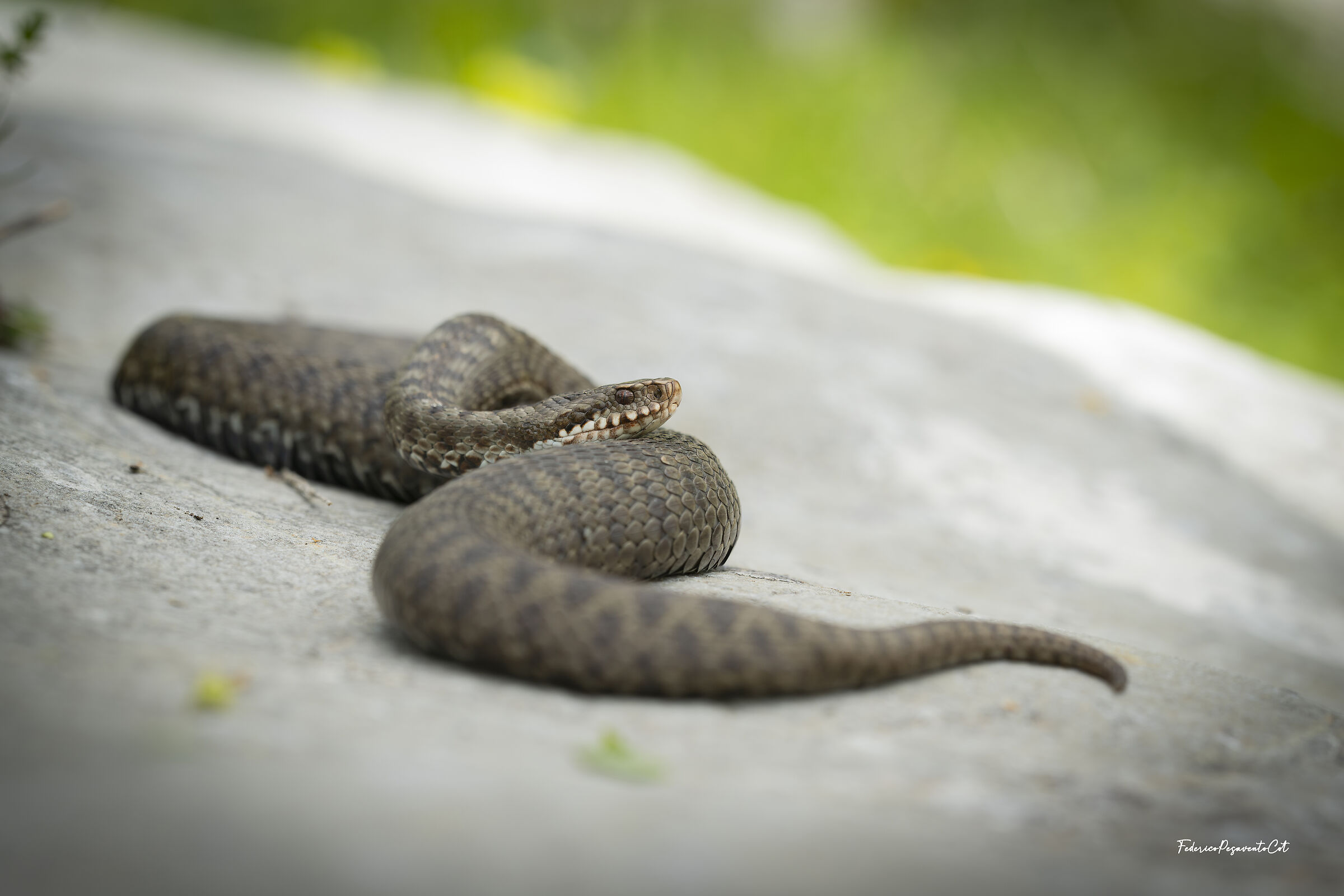 Vipera berus