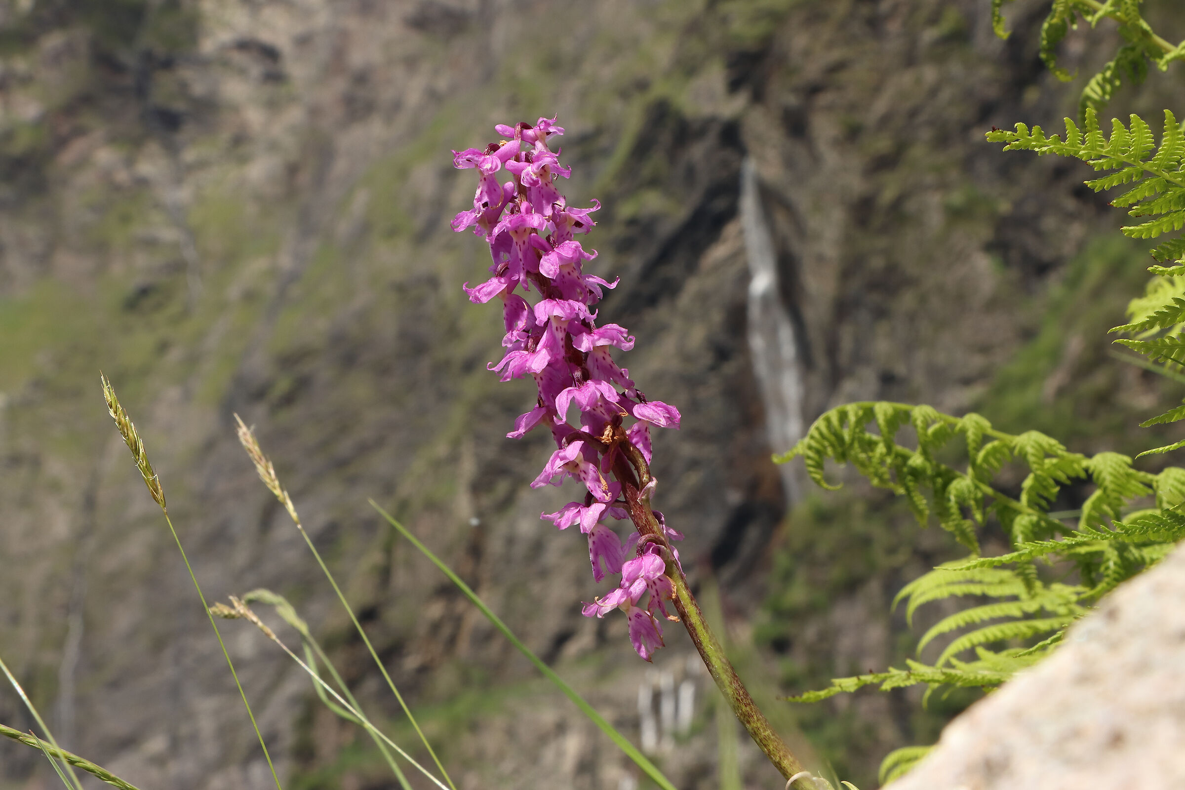 Wild Orchid