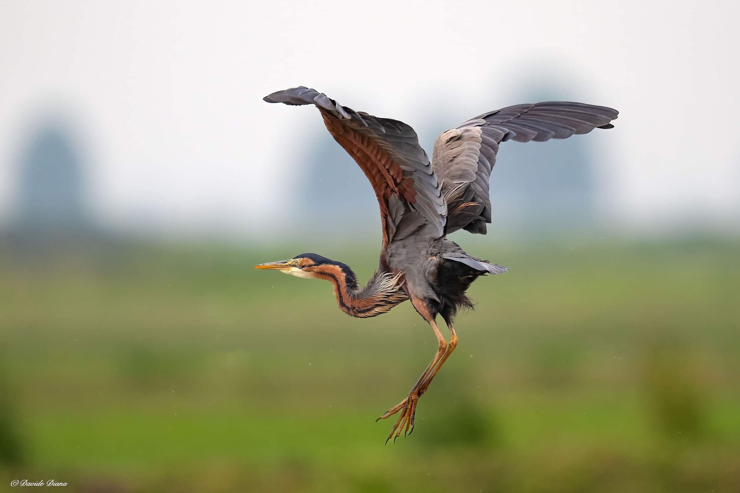 Purple heron