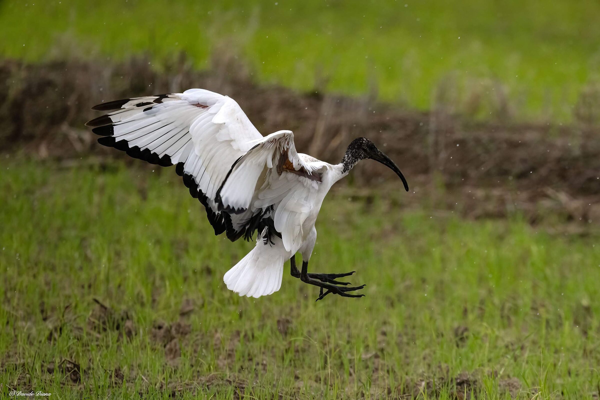 Sacred Ibis