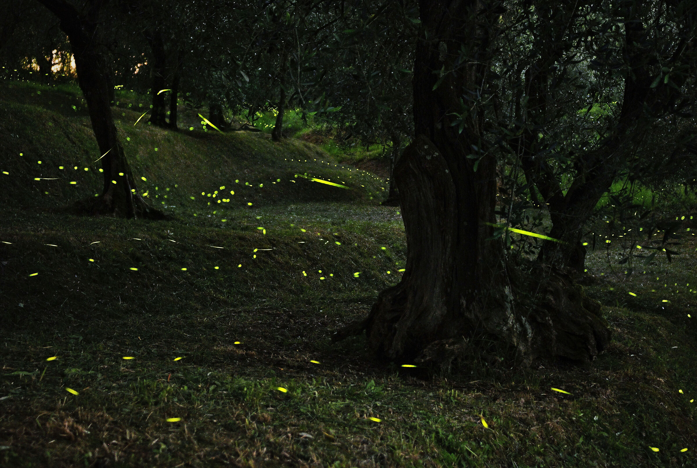 Tuscan Fireflies