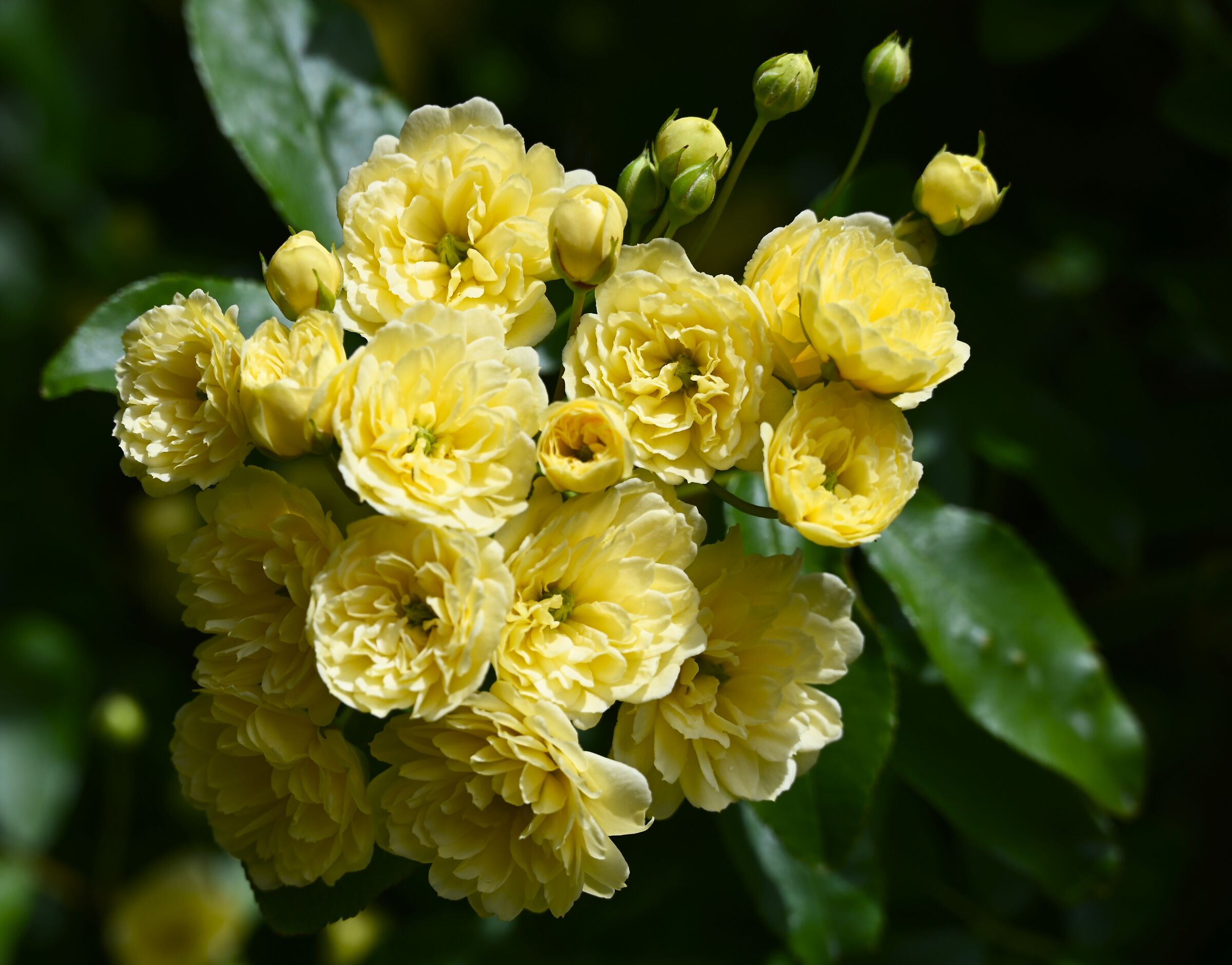 Roses .. Ine.. In the case of Merano.