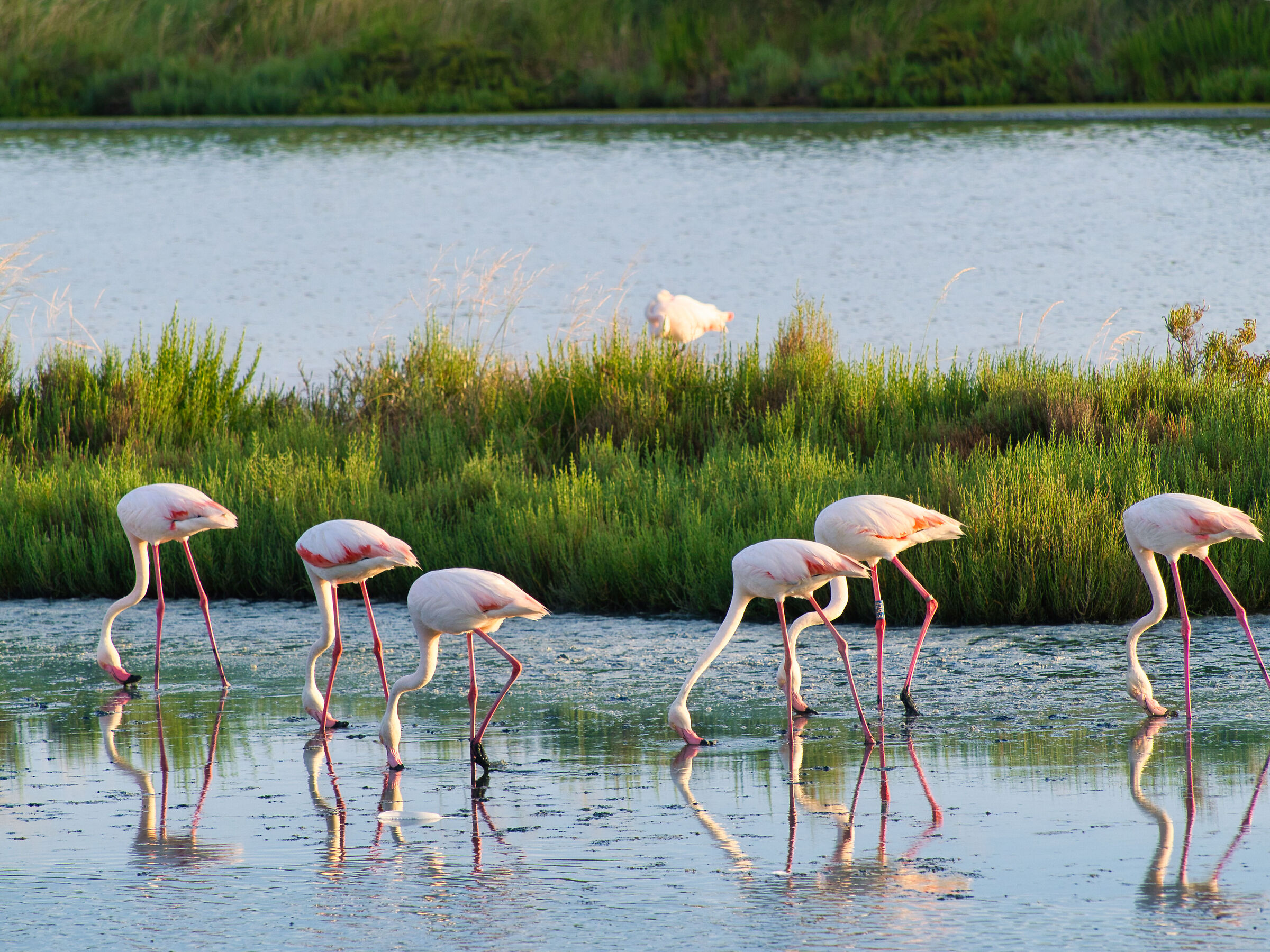 Flamingoes