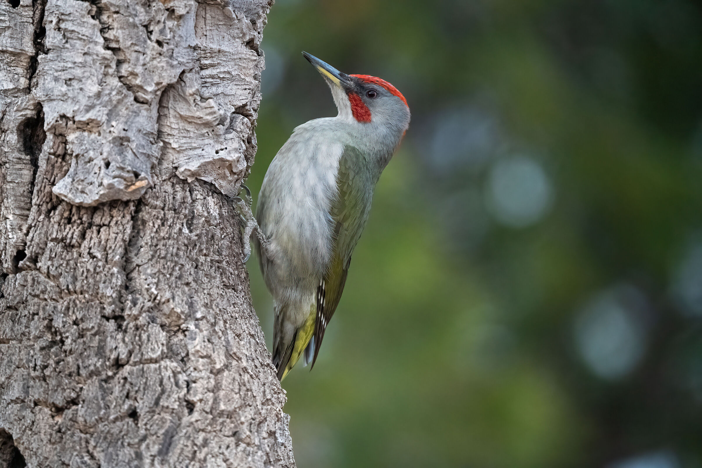 Picchio di Sharpe (Picus sharpei) Iberian Woodpecker