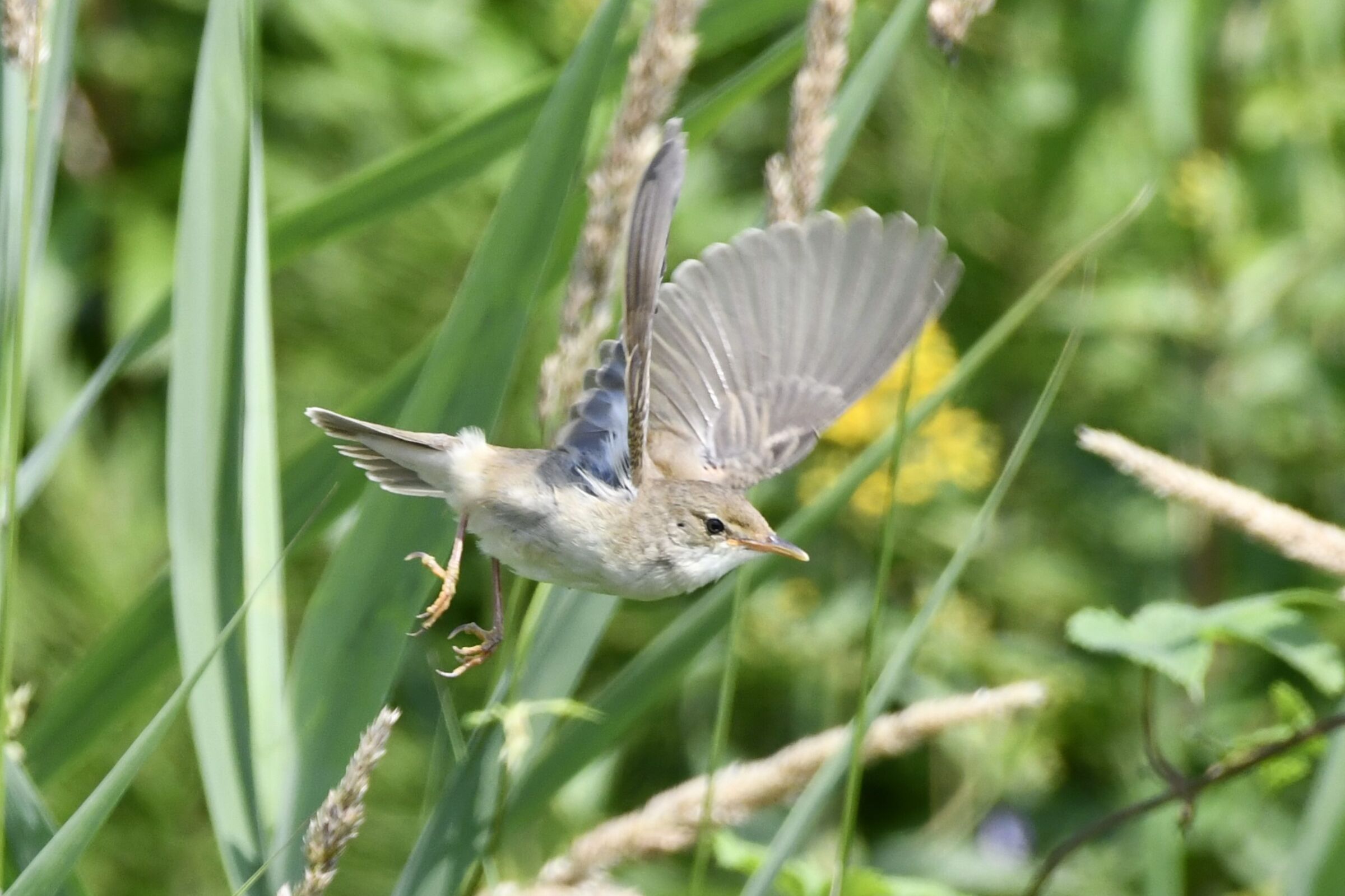 Involo cannaiola verdognola