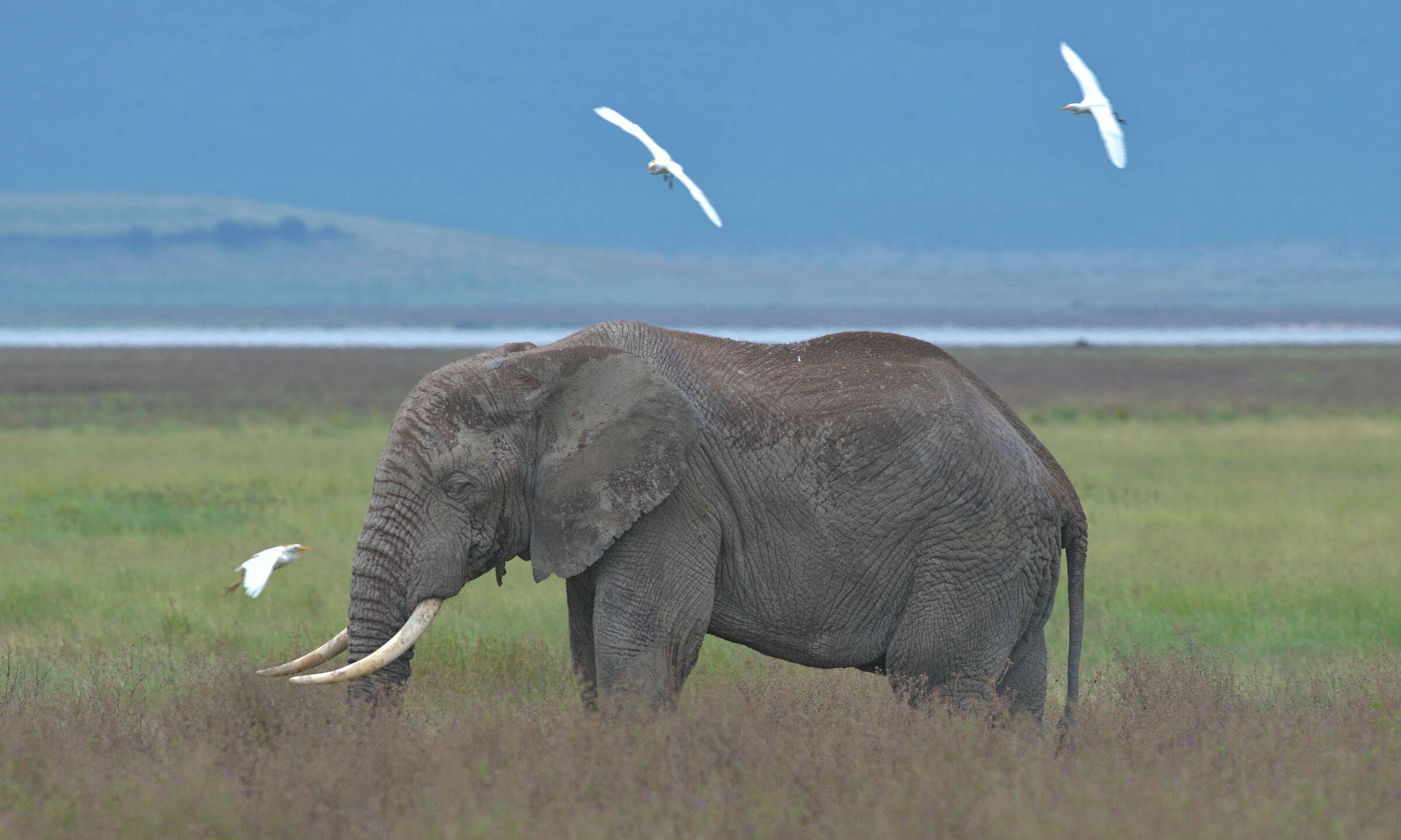 Elefante anziano - Ngorongoro