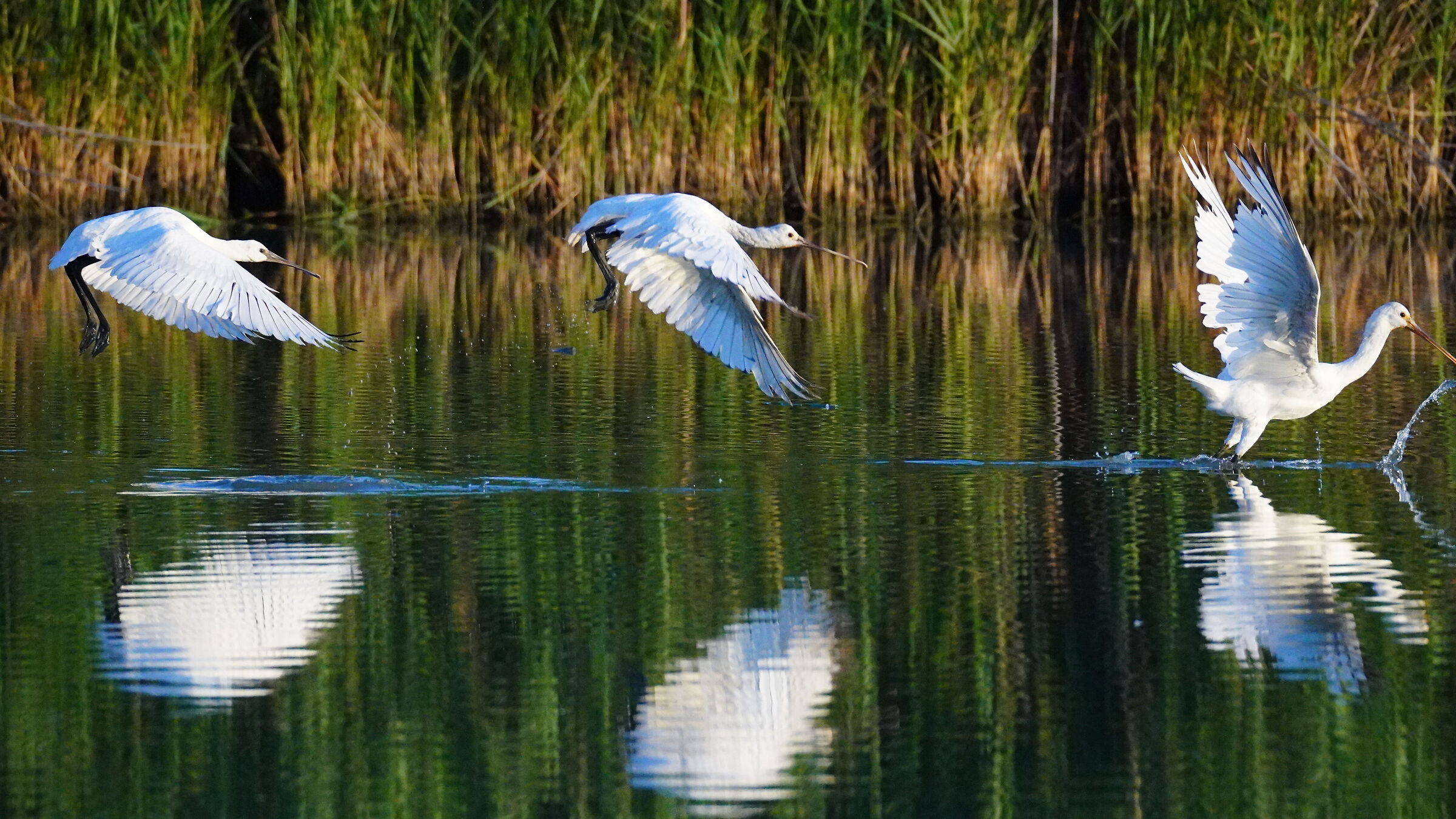 Spatole in volo