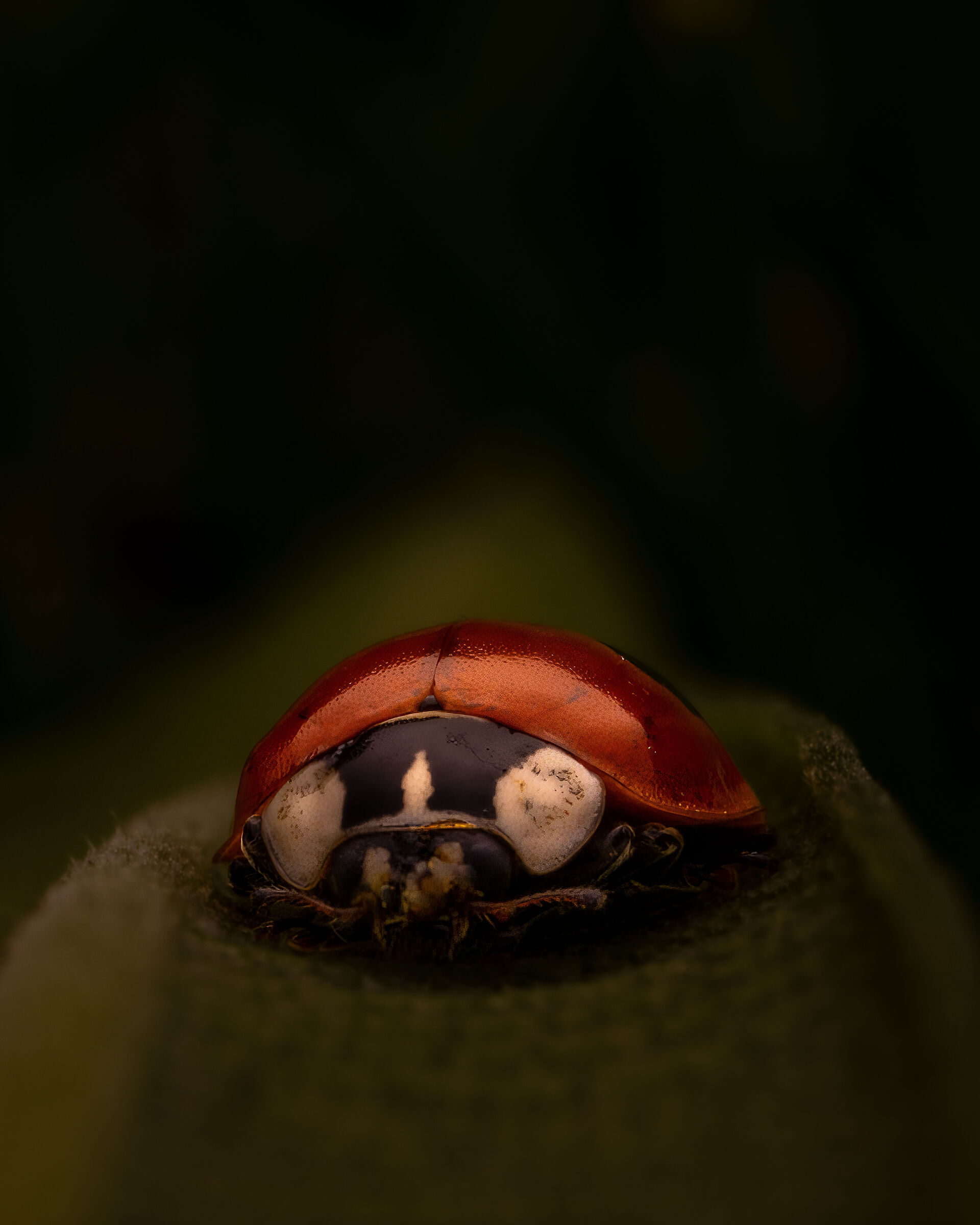 Dark LadyBug