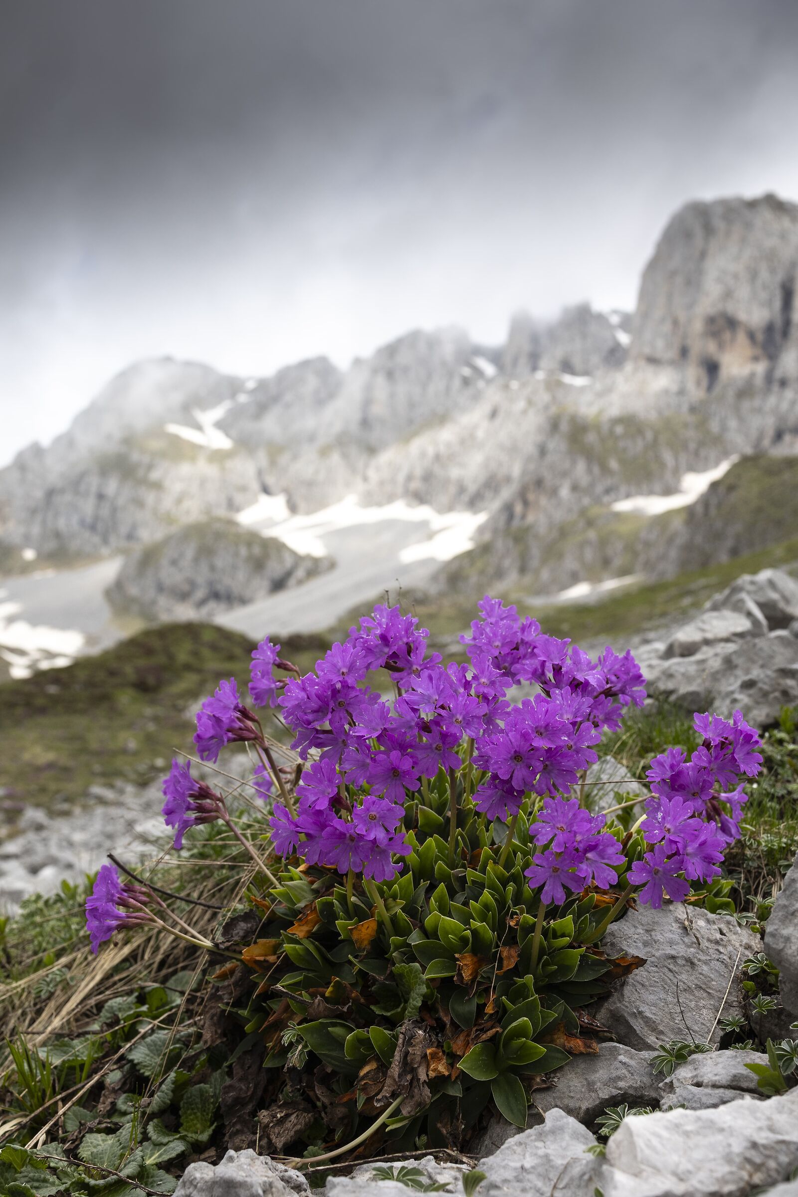 Blooms in the November mists of June ?