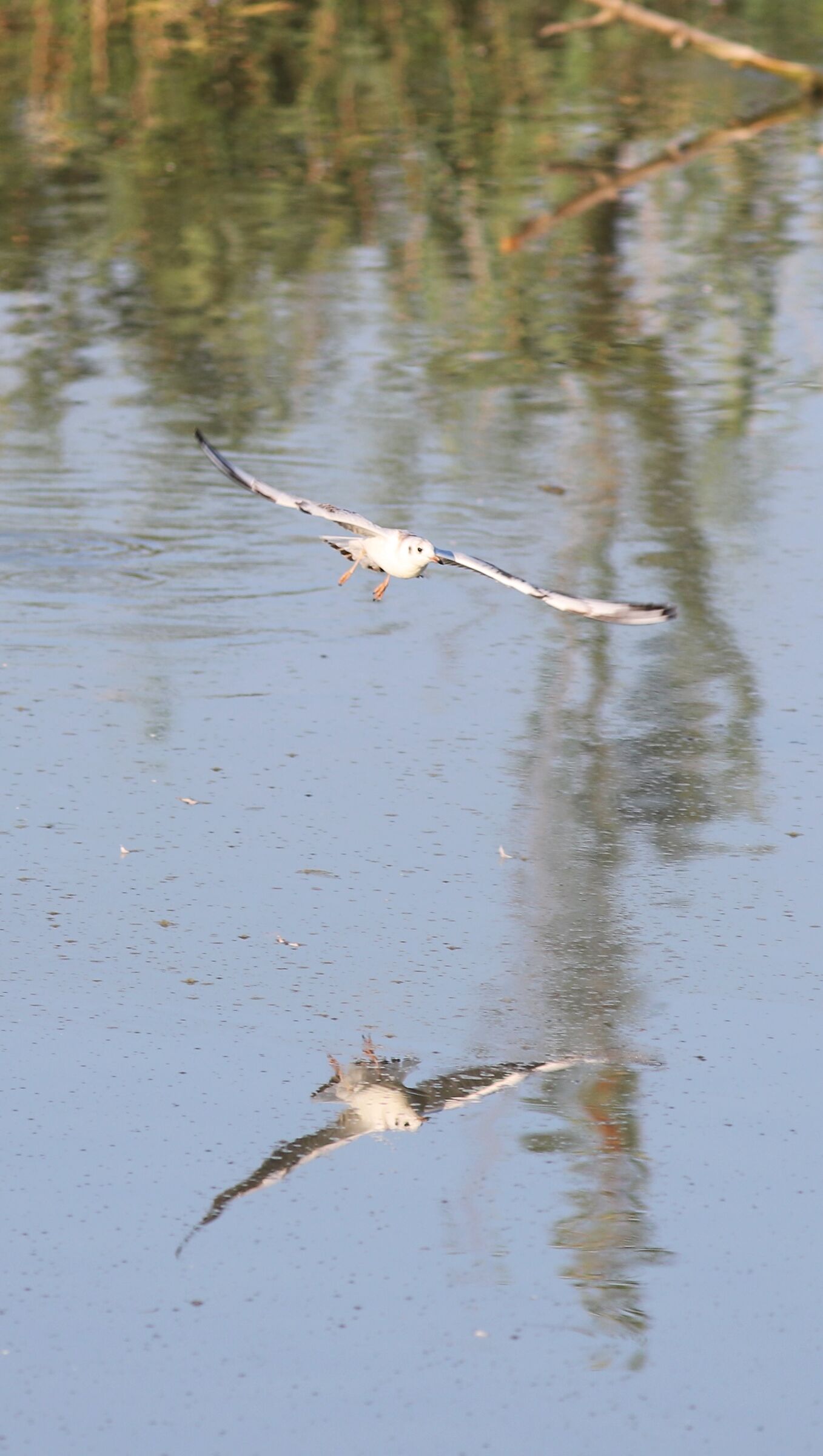 GULL