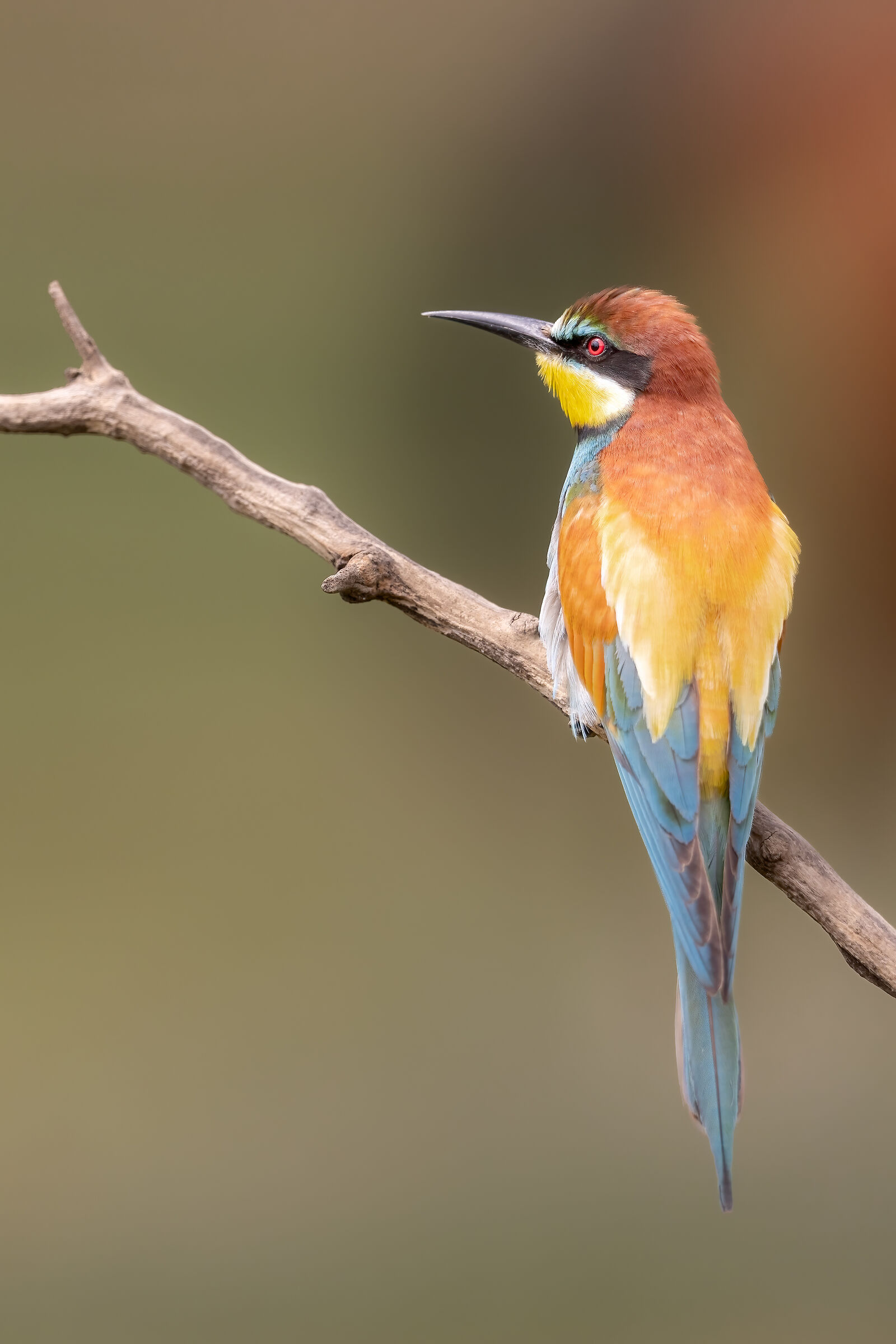 The colors of the rainbow...