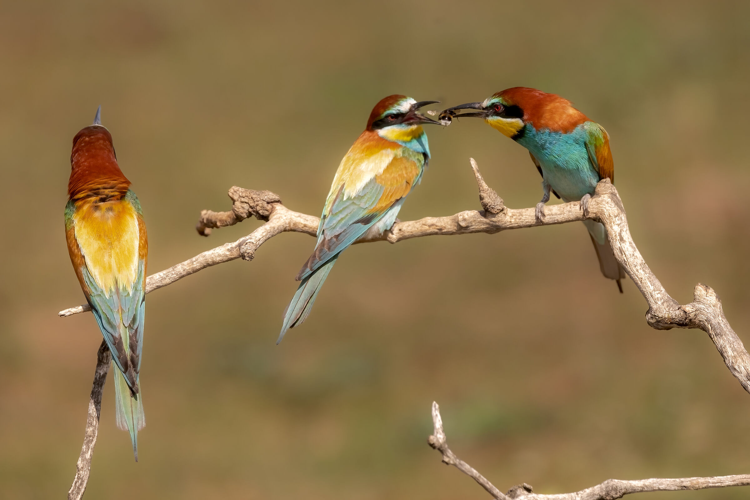 E io tra di voi... (C.Aznavour 1971)
