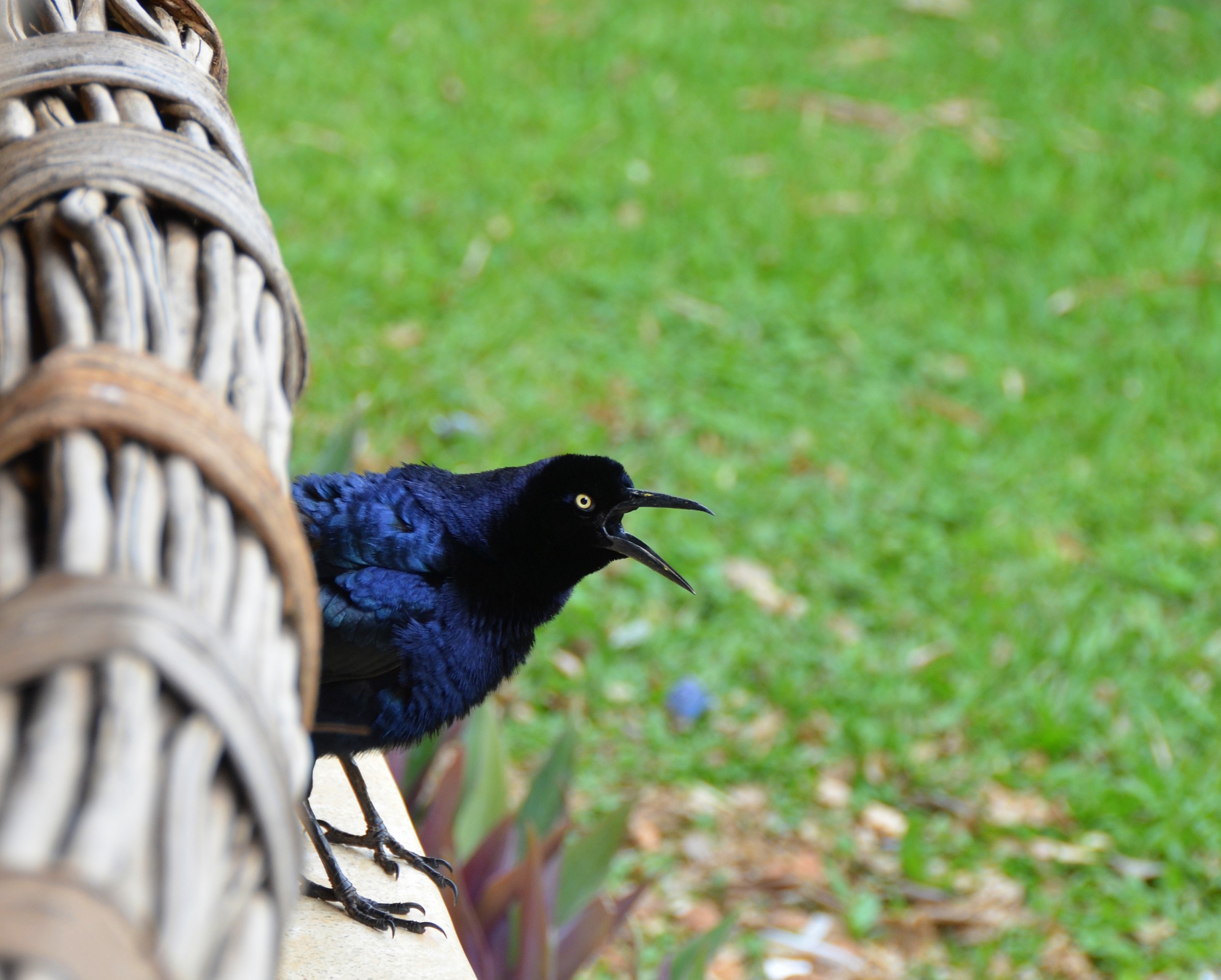 Quiscalus Messicanus