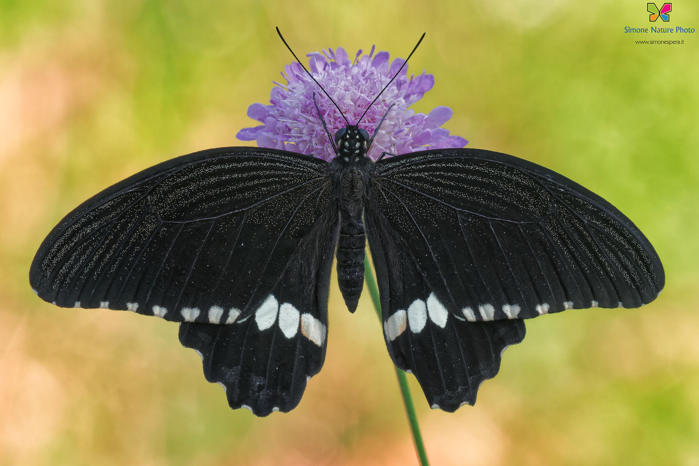 Papilio polytes...
