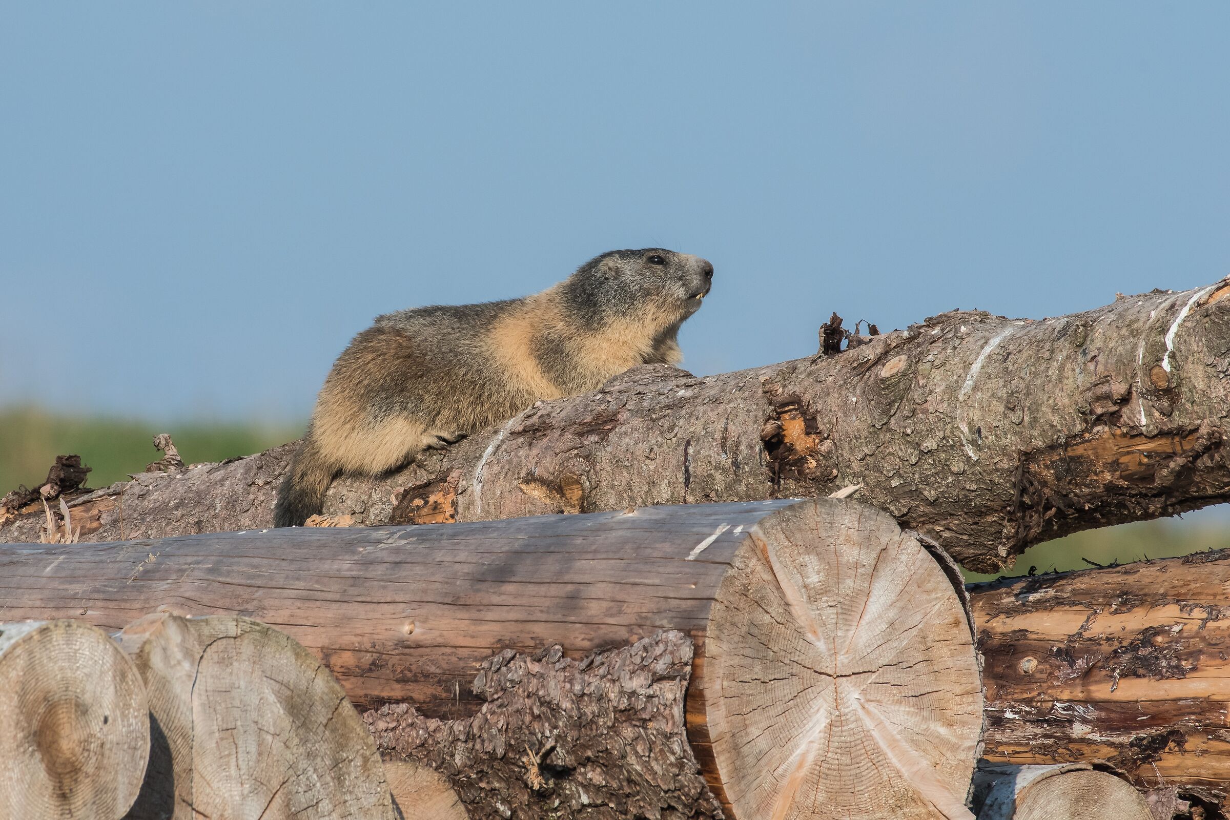 La marmotta sui tronchi