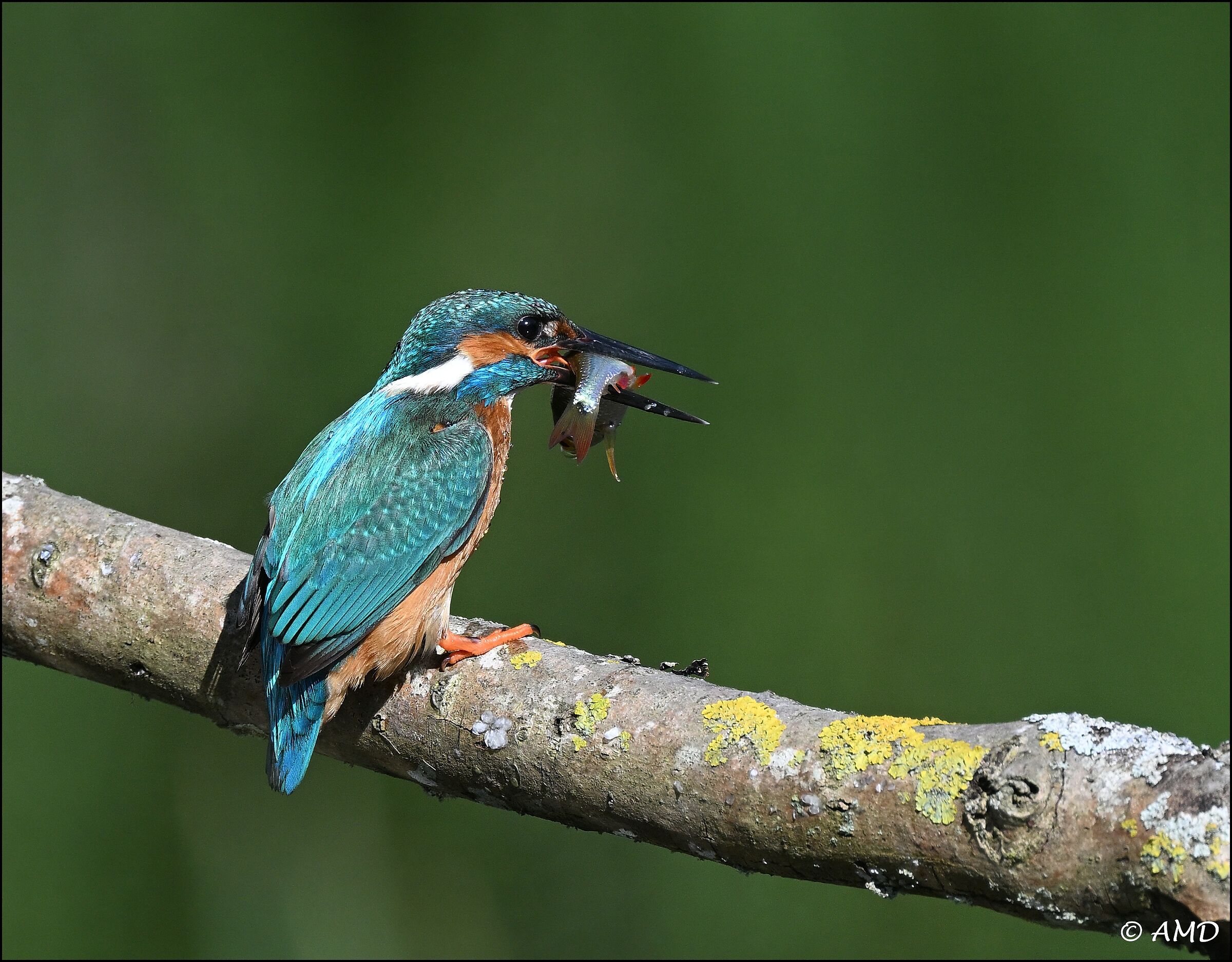 Kingfisher