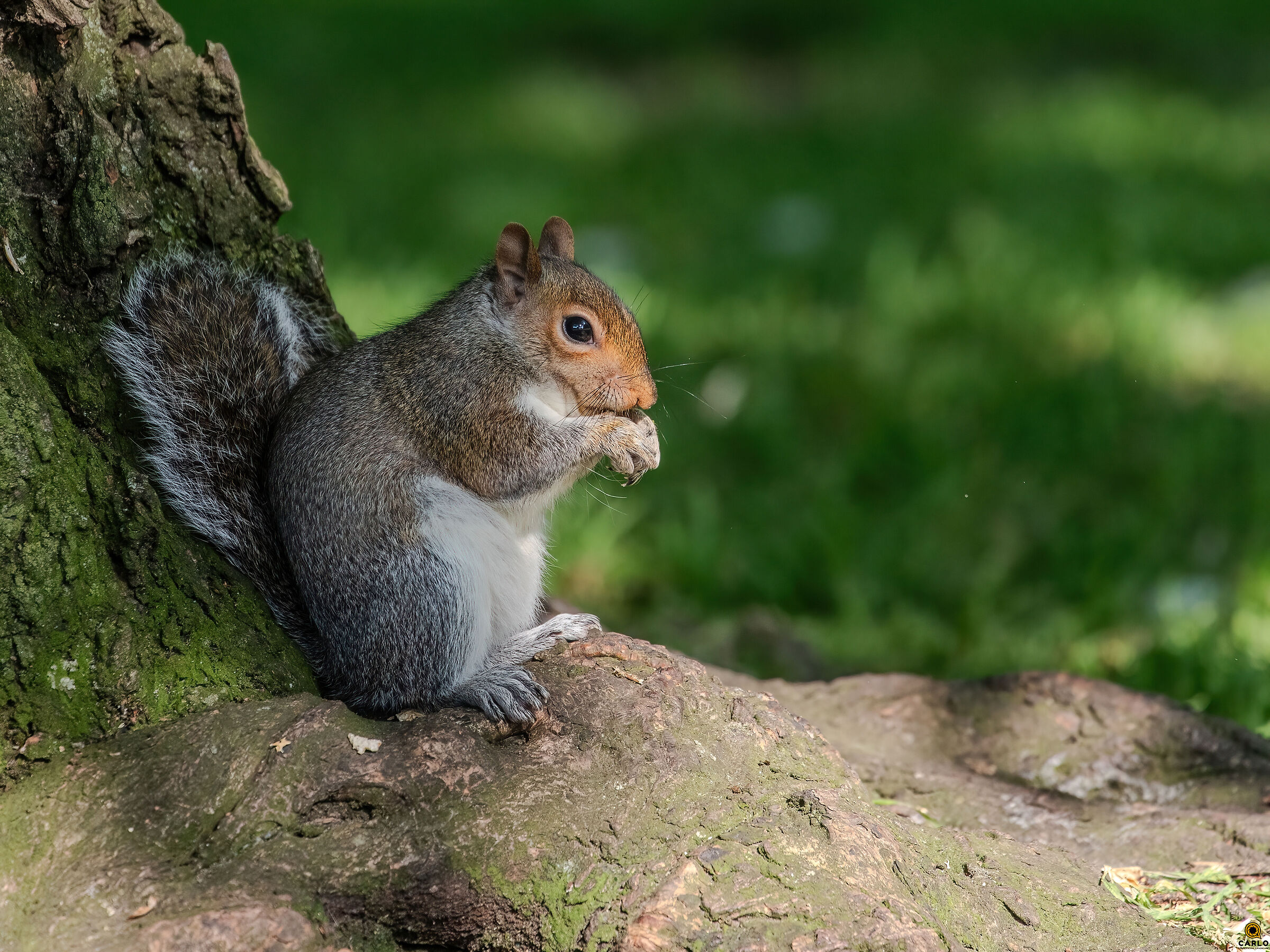 in the parks in London