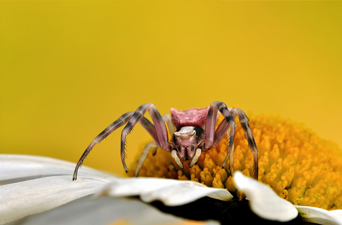 Una macchiolina rosa