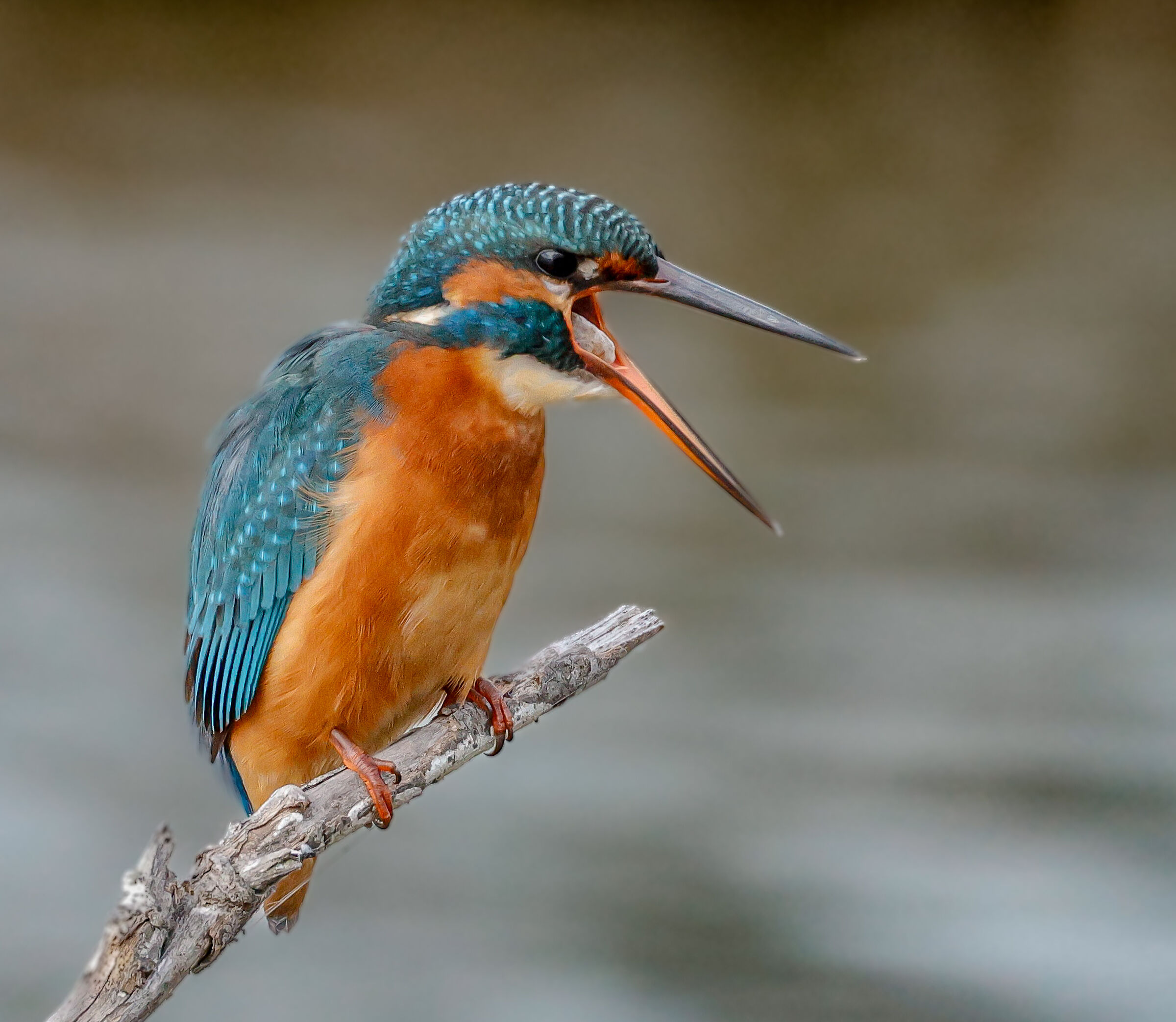 Kingfisher