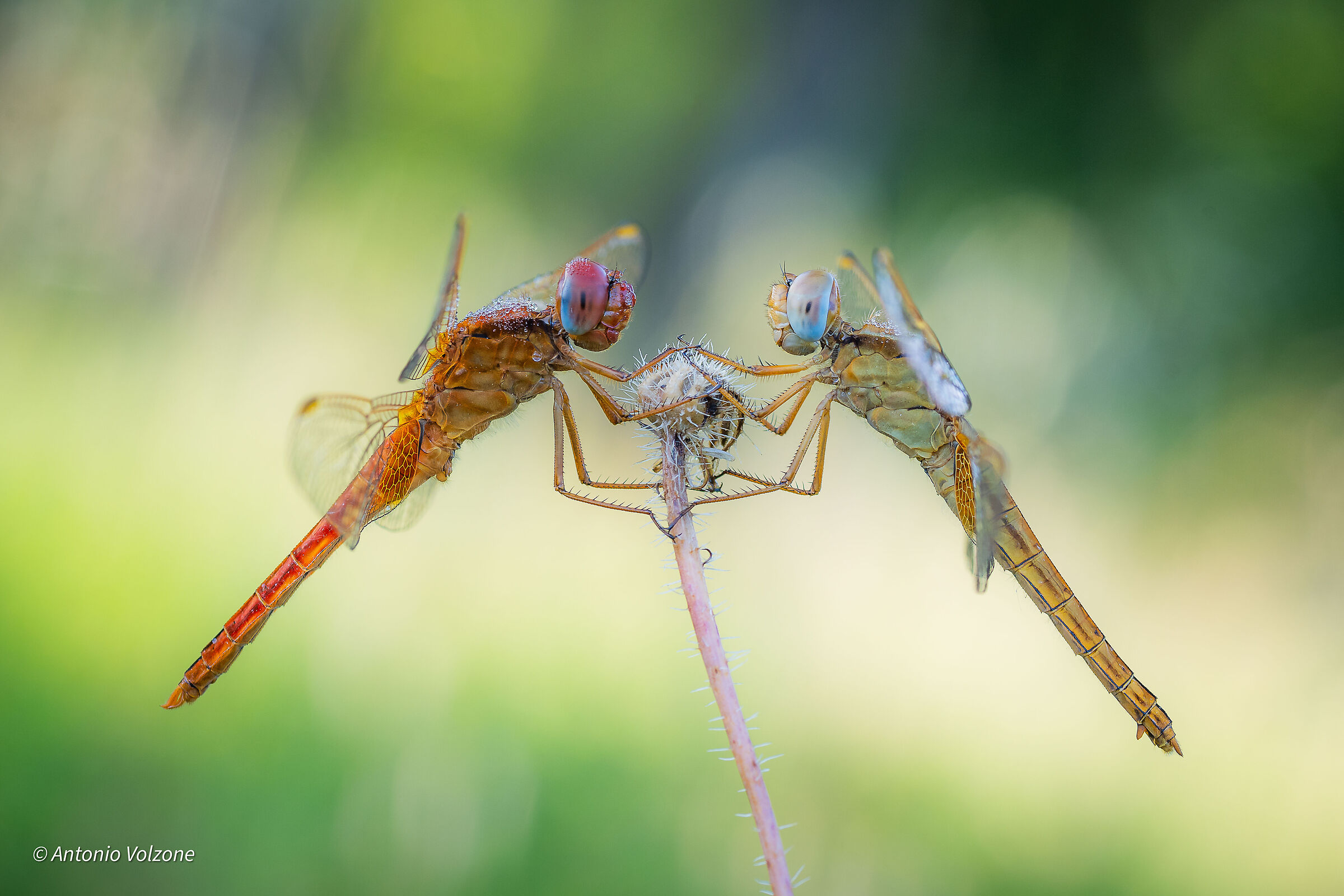 The Couple