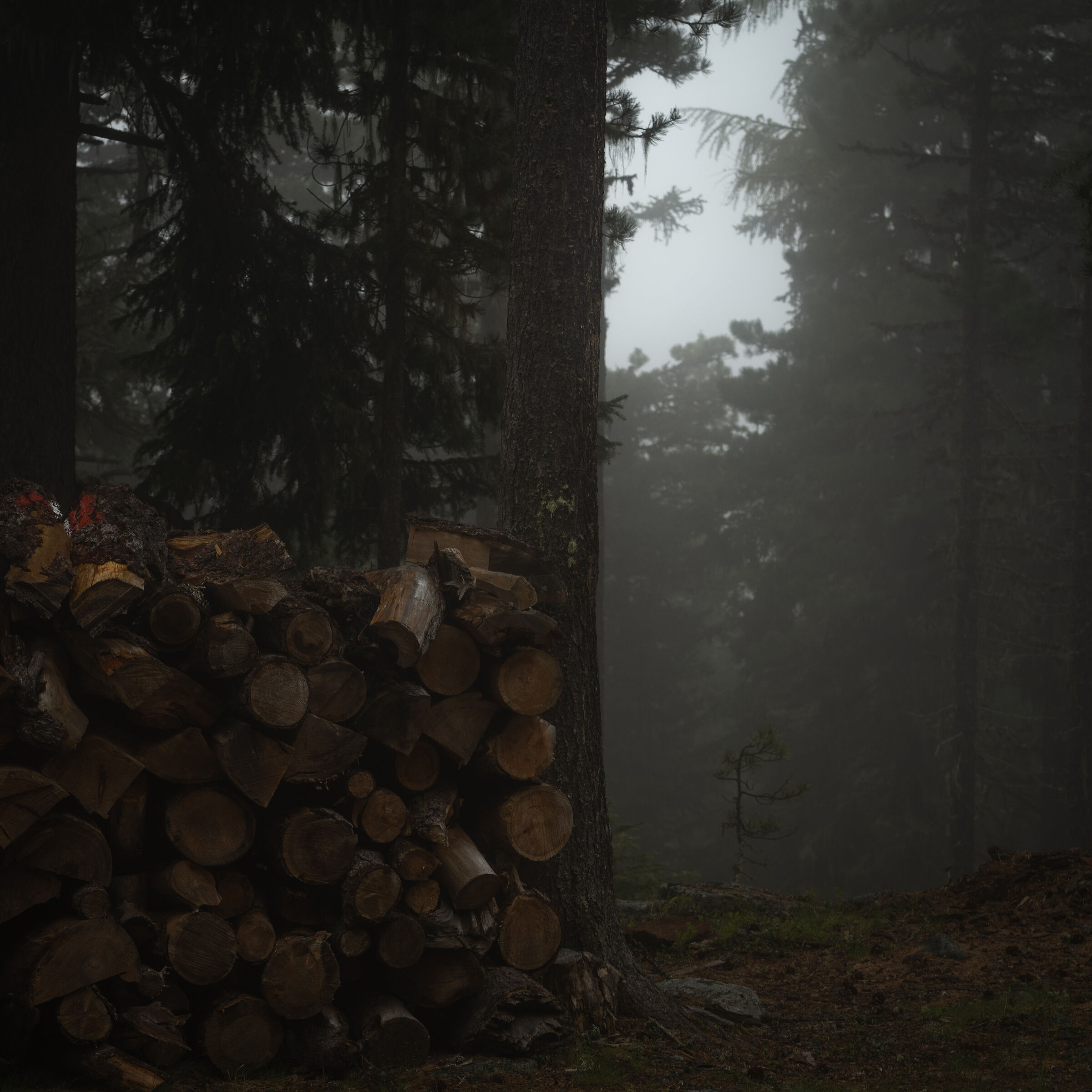 Untitled Photo