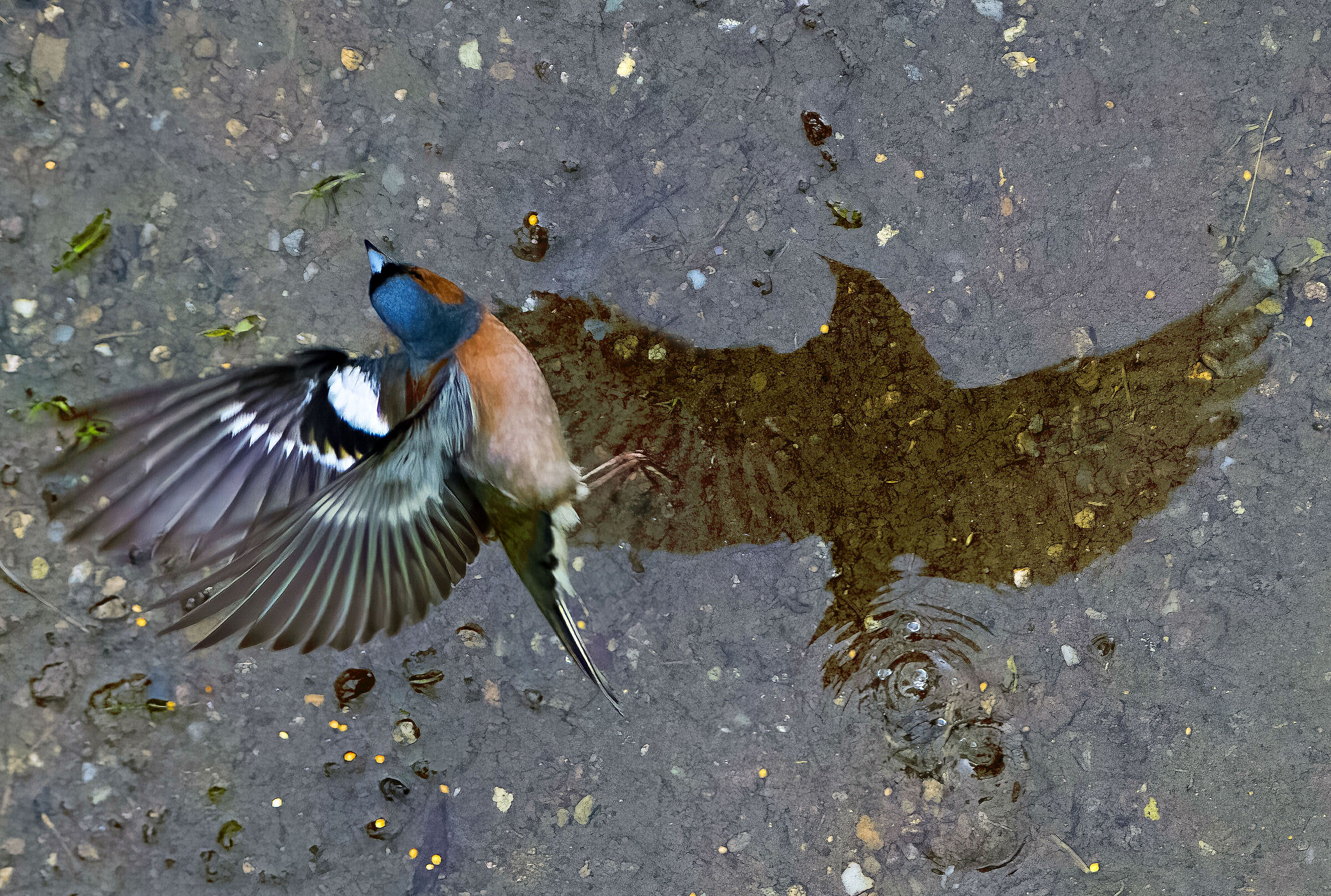 Quando un uccellino si convinse di essere un Aquila..