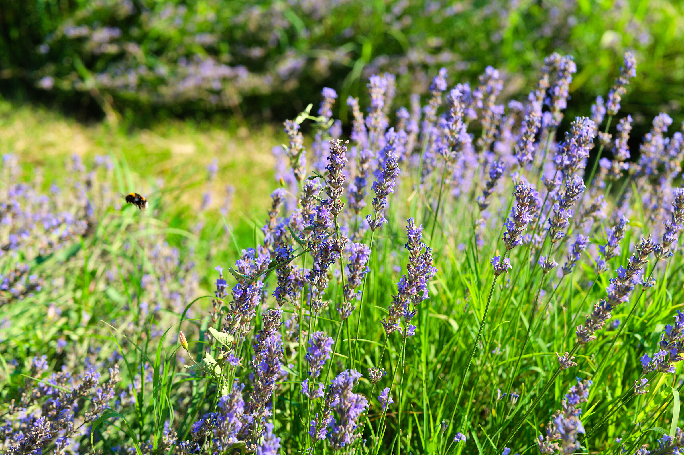 Bee at the wash