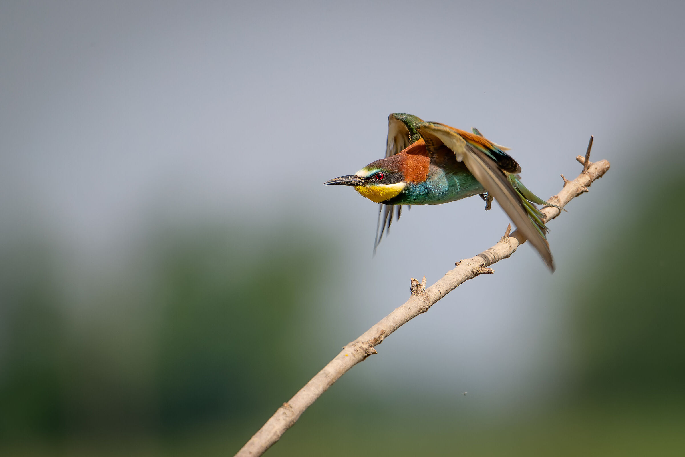 Bee-eater