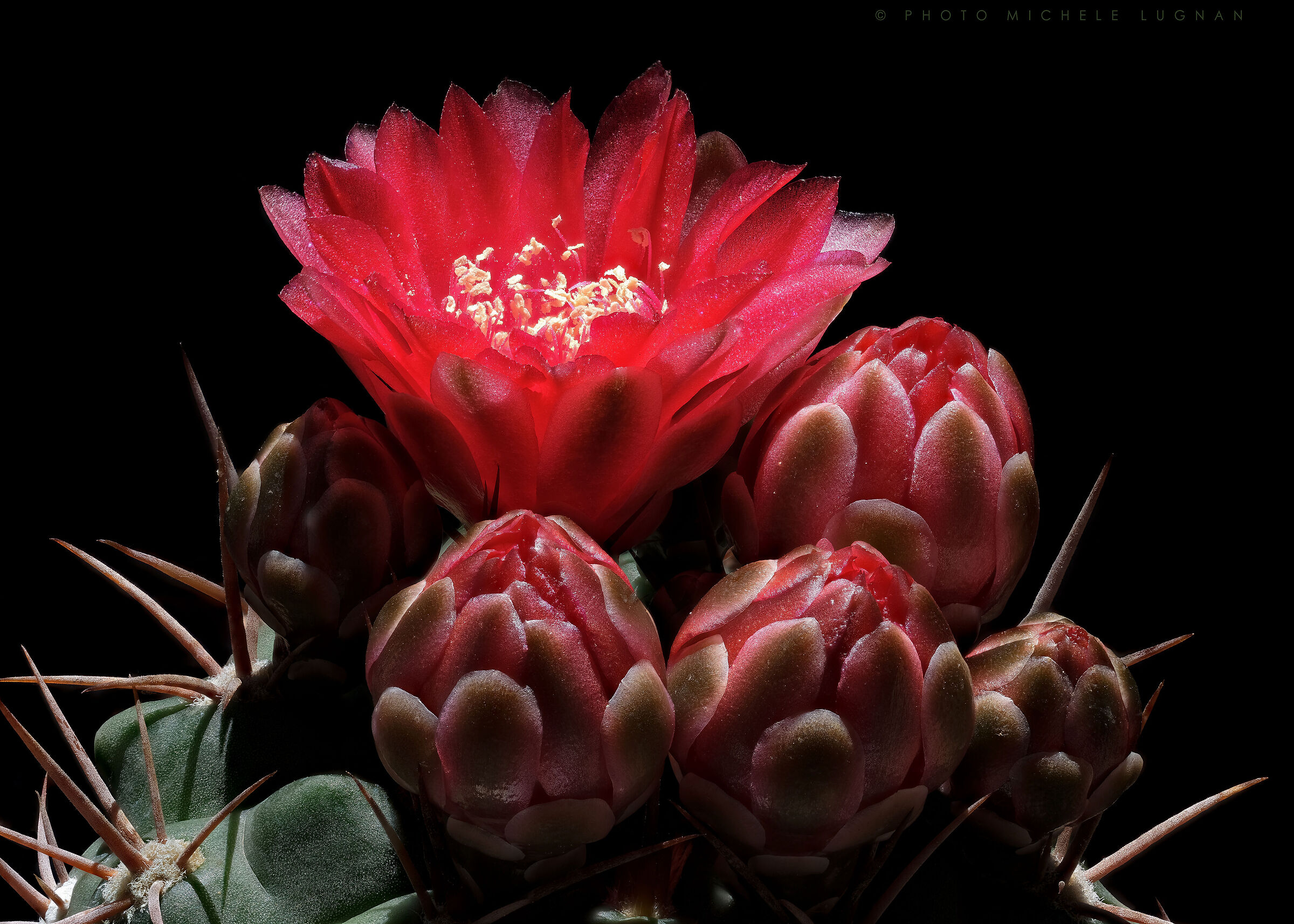 Gymnocalycium tillianum form WR 227