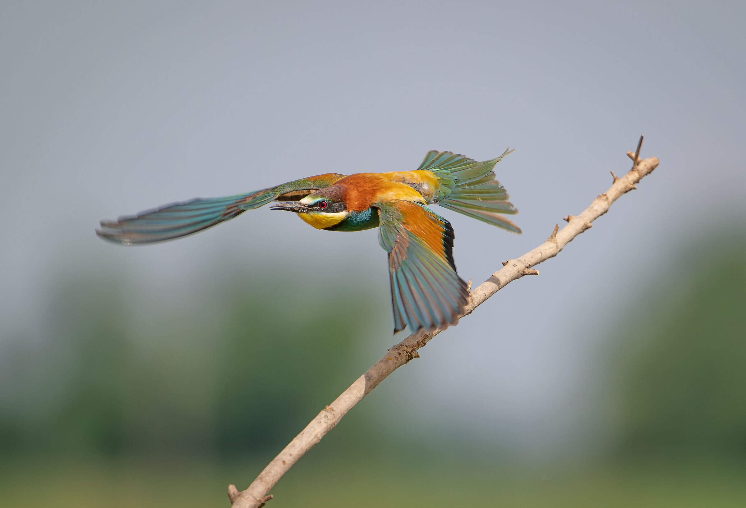 Bee-eater