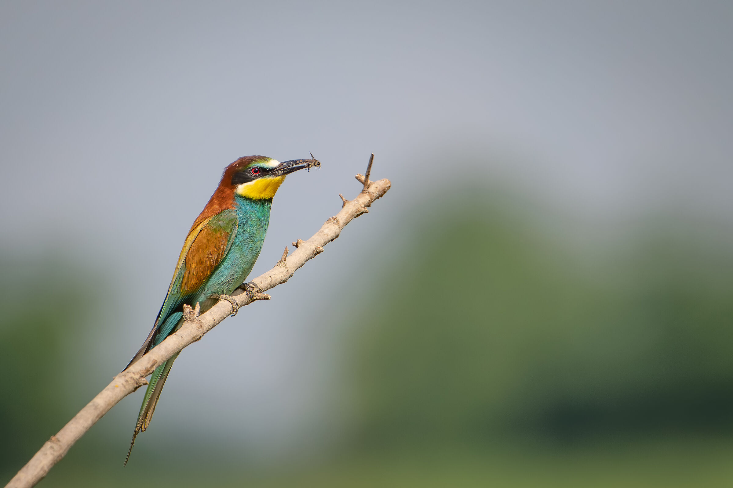 Bee-eater