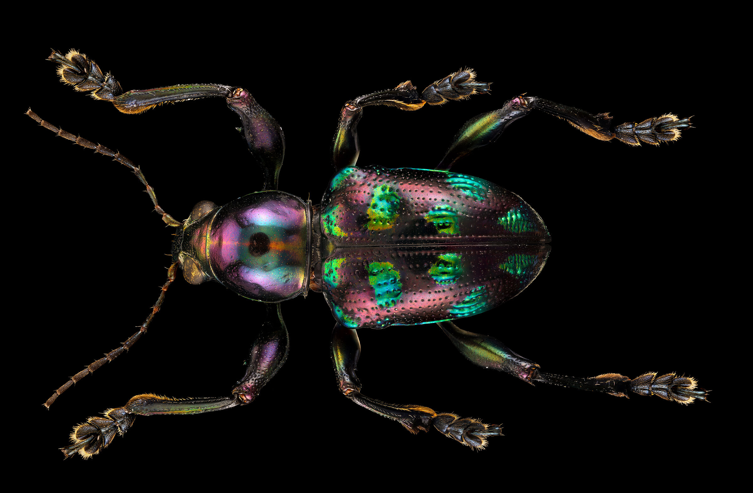 Chrysomelidae Chrysopida sp.